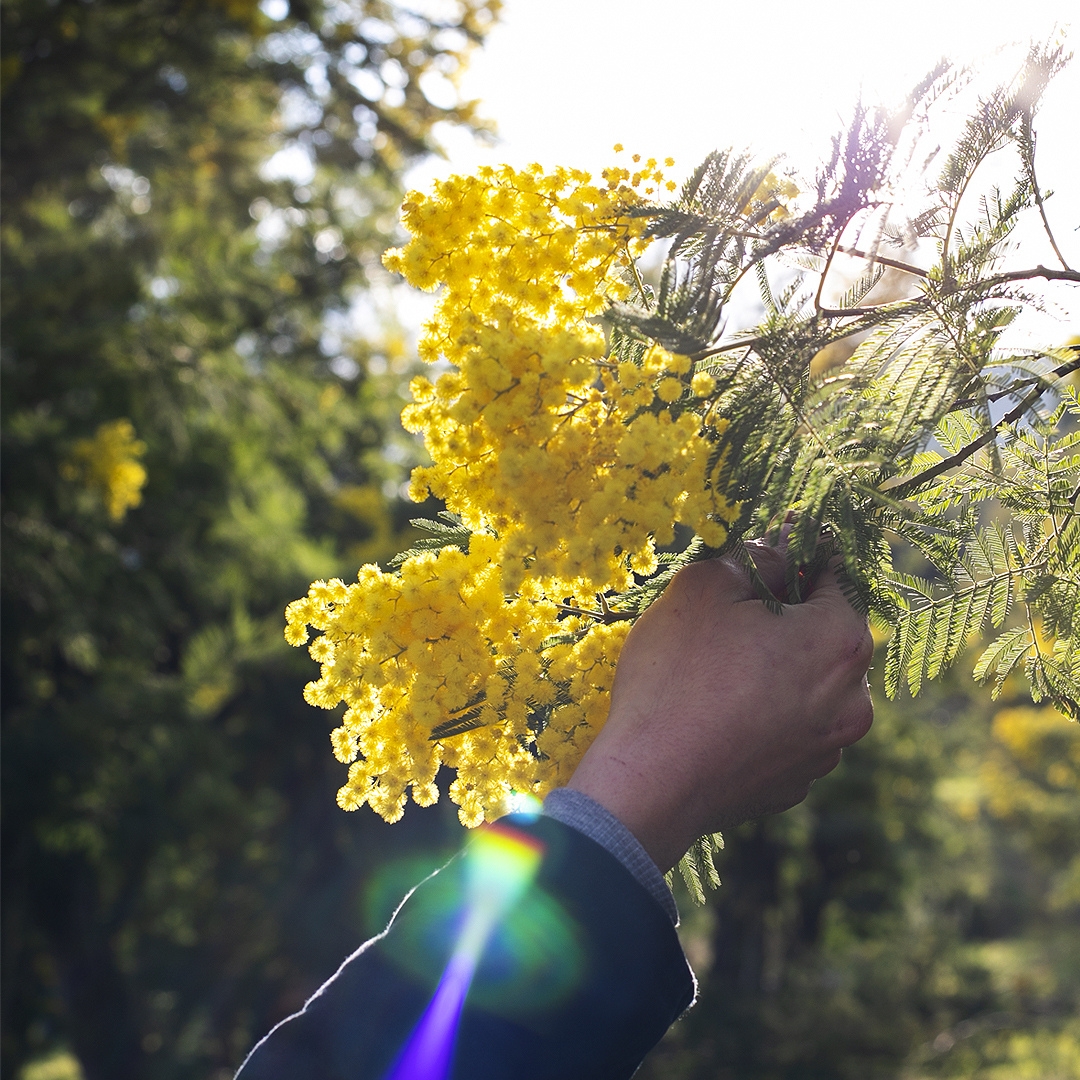 Le Mimosa est de retour chez Monsieur Marguerite ! 