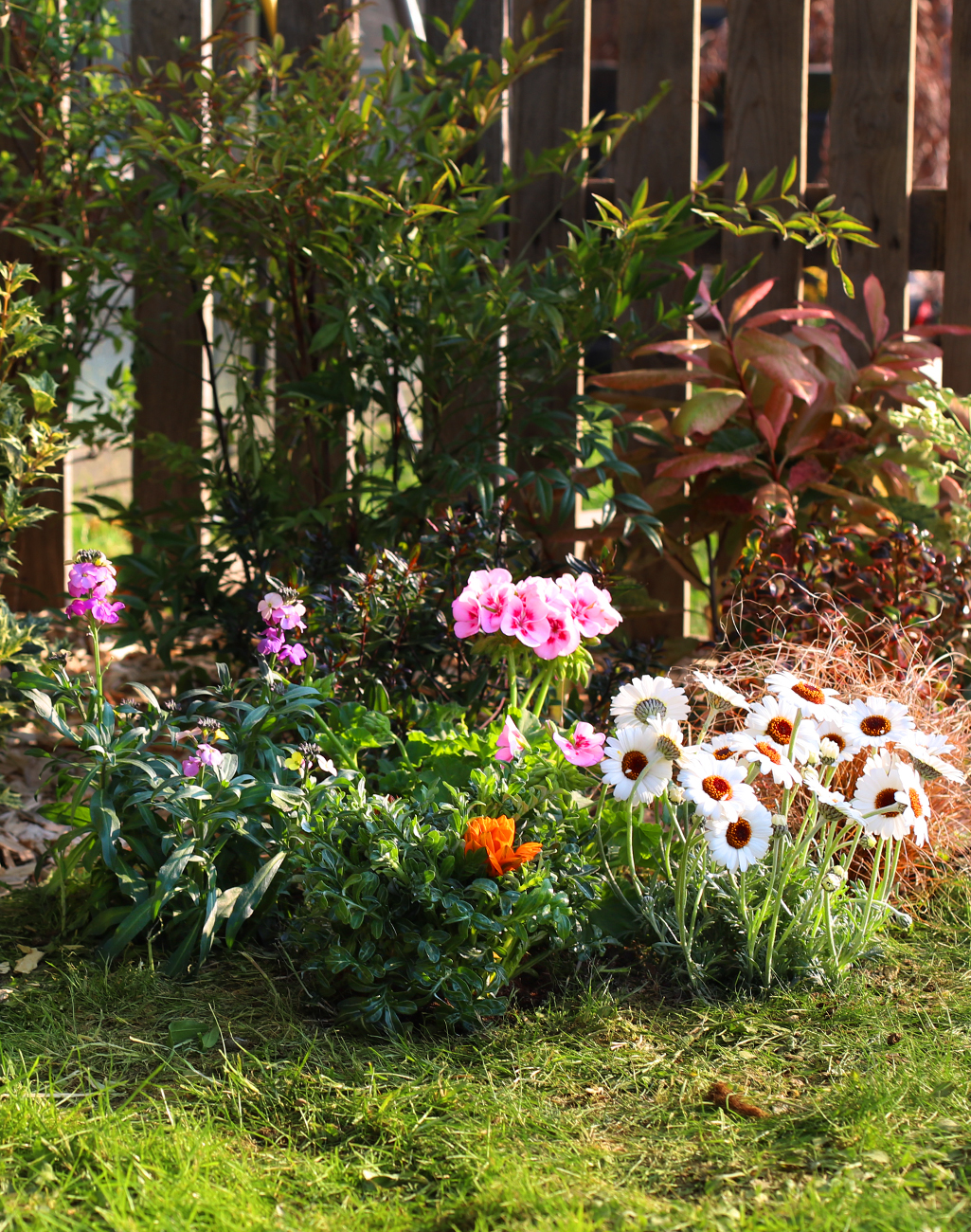 Sublimez votre jardin avec un joli massif coloré !