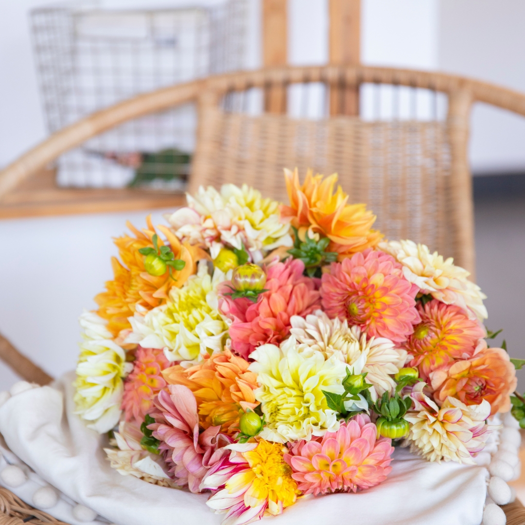  C'est la fête du Dahlia chez Monsieur Marguerite ! 