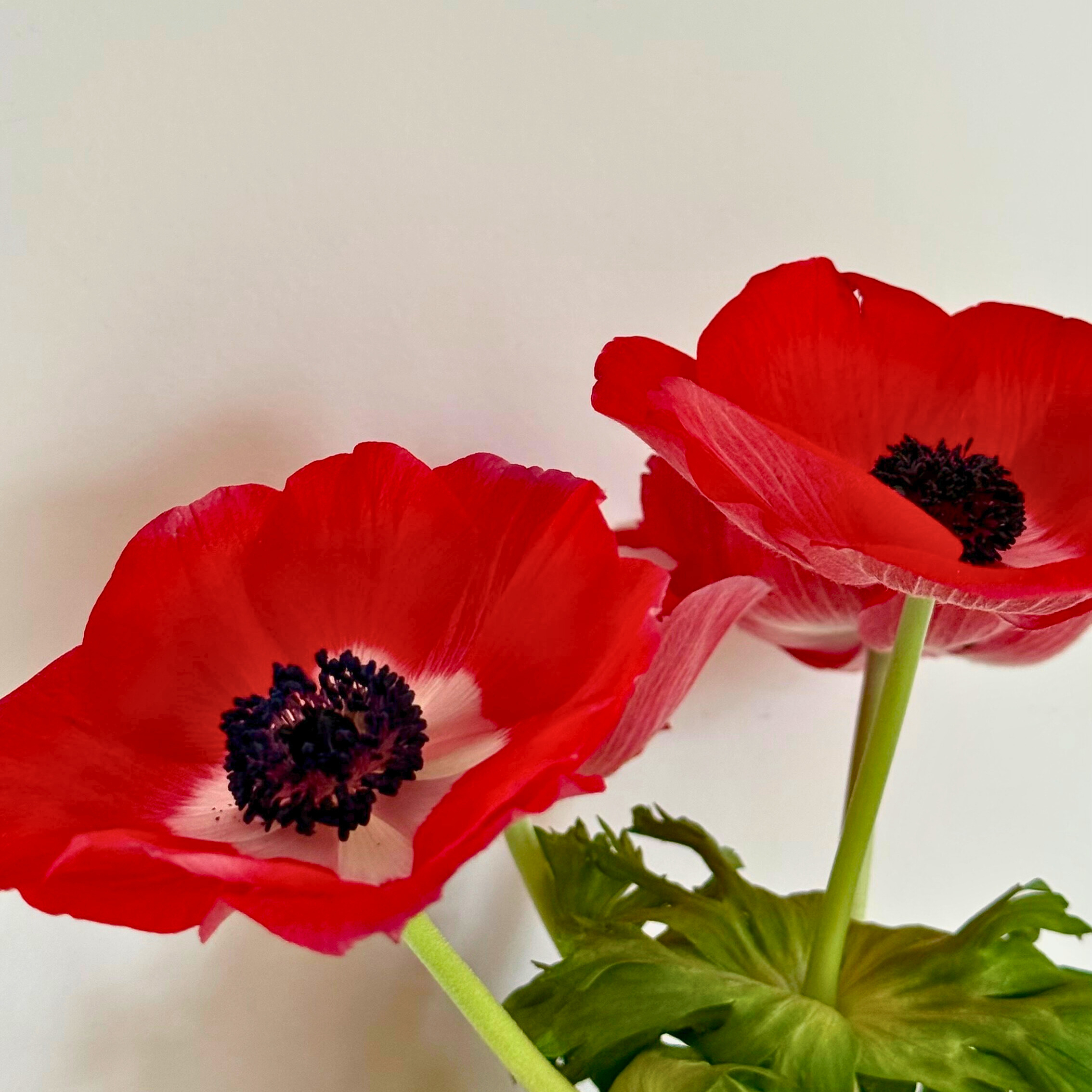 Le Blog Monsieur Marguerite