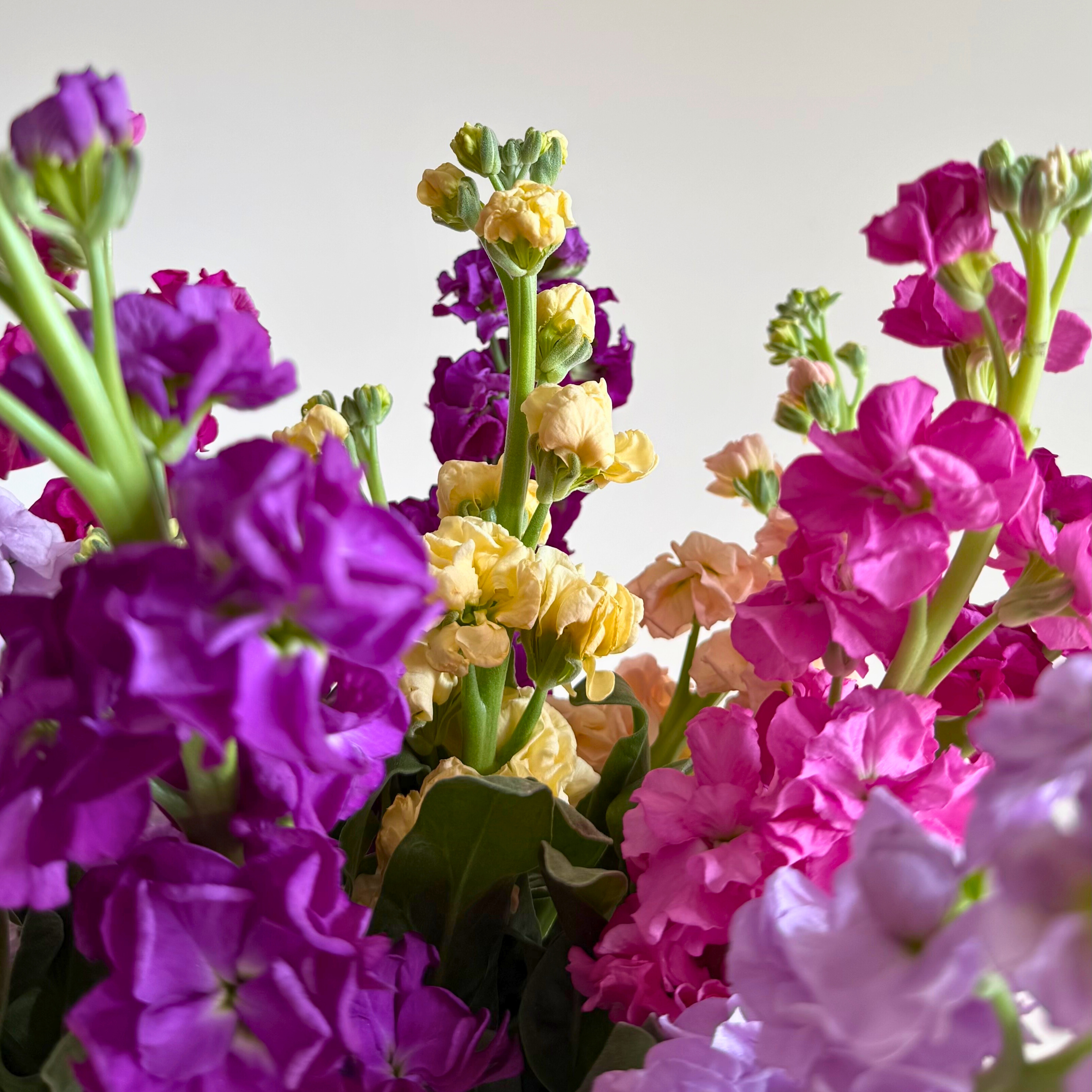 La Giroflée fait sa rentrée chez Monsieur Marguerite