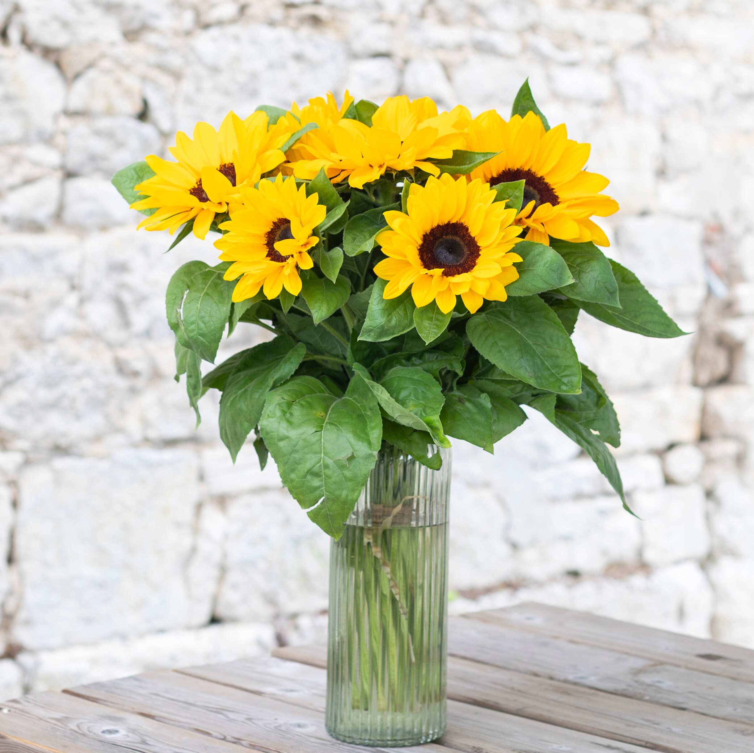 5 choses à savoir sur le Tournesol