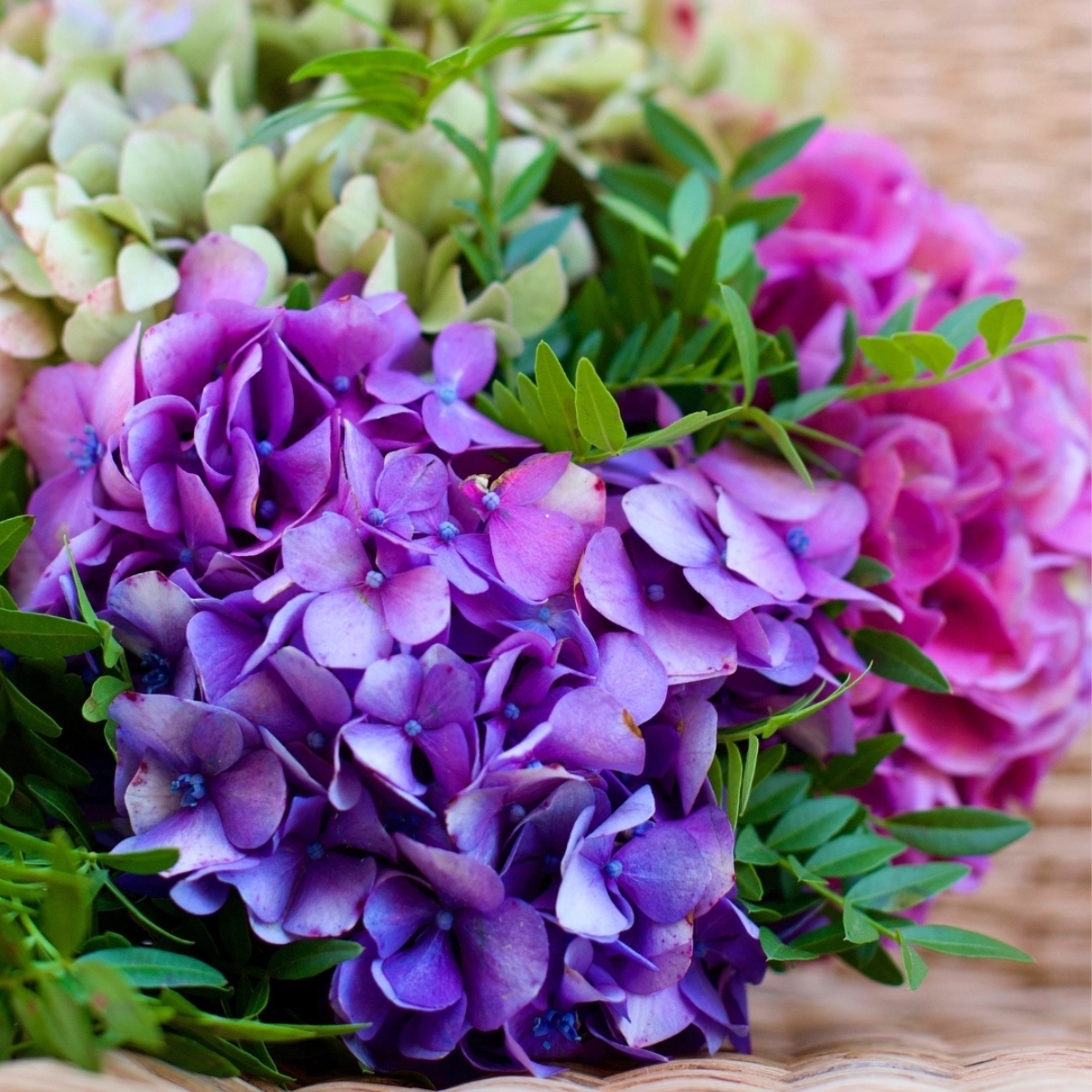 Quelles sont les fleurs préférées de l’été ?