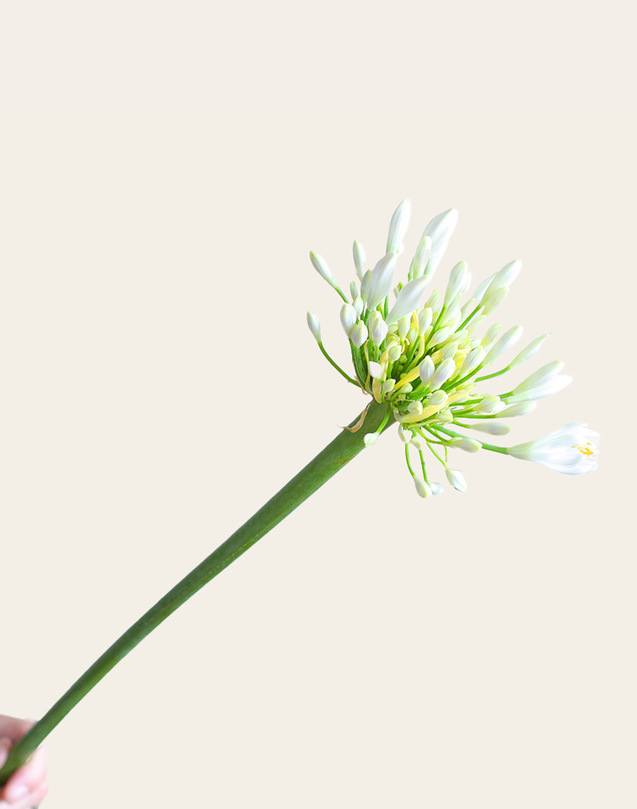 Agapanthe