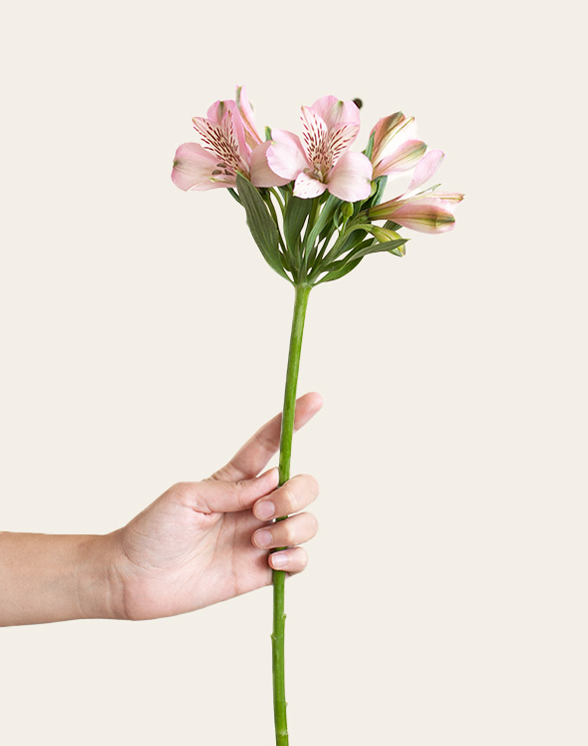 Alstroemeria