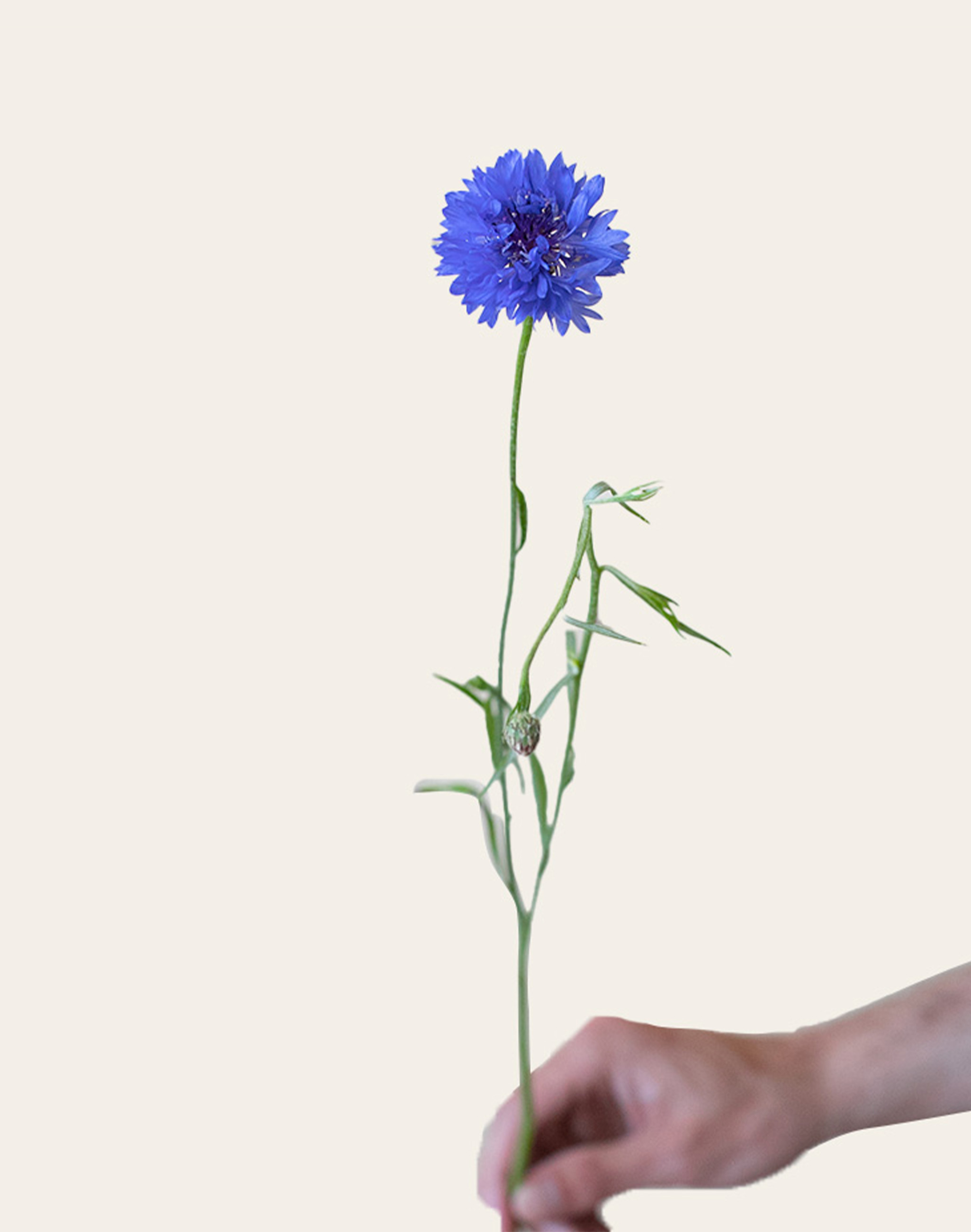 Bleuet