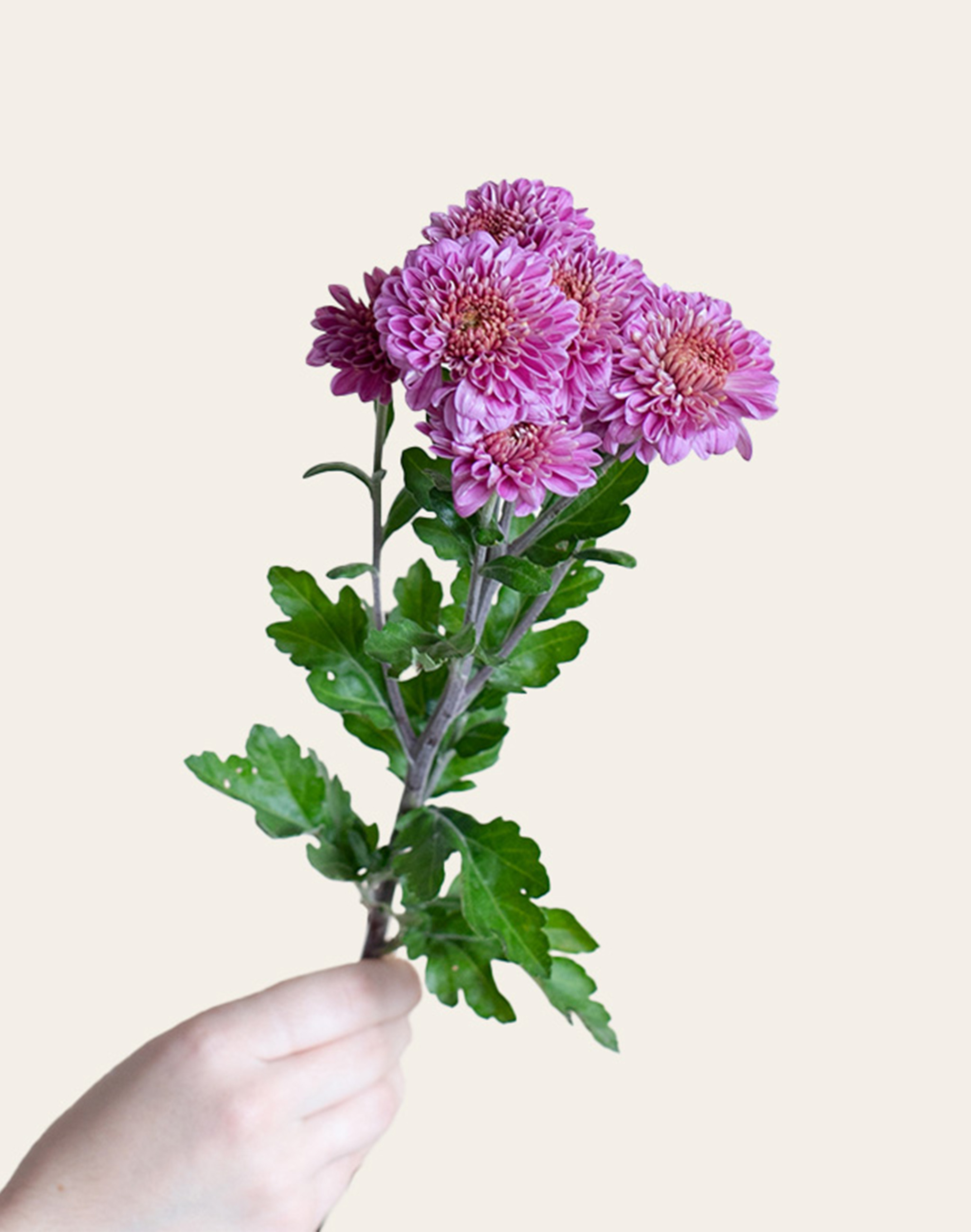 Chrysanthème