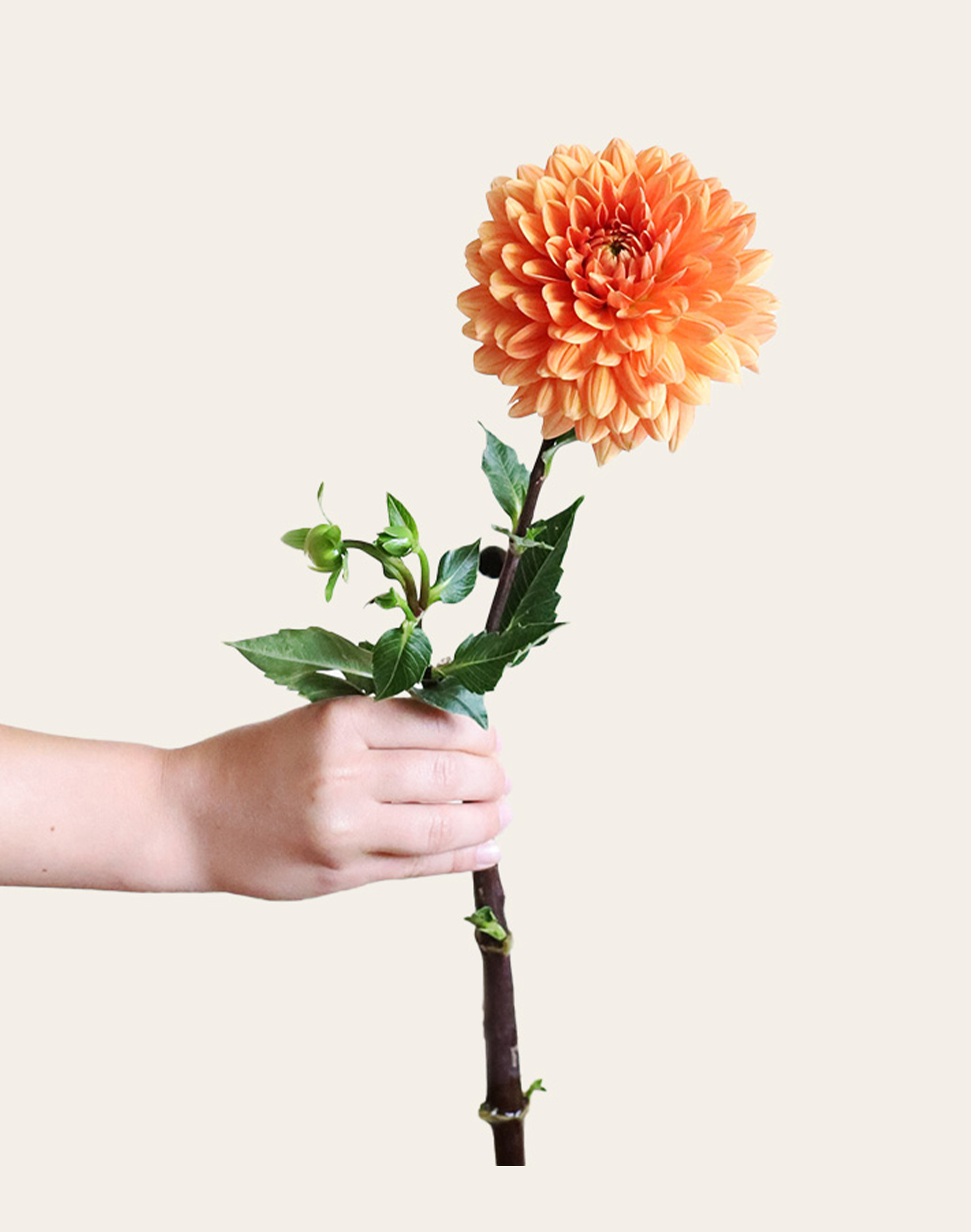 Dahlia