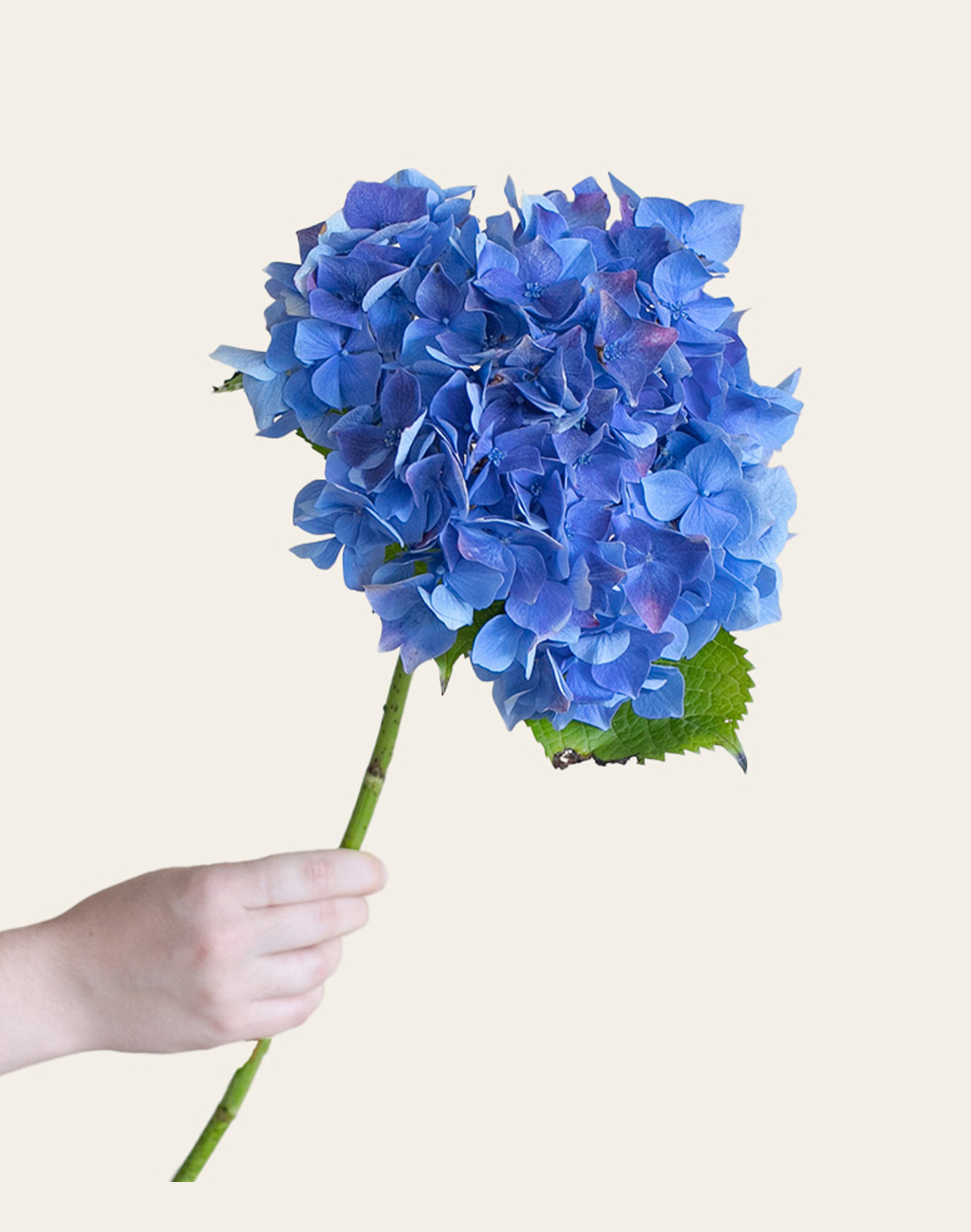Hortensia