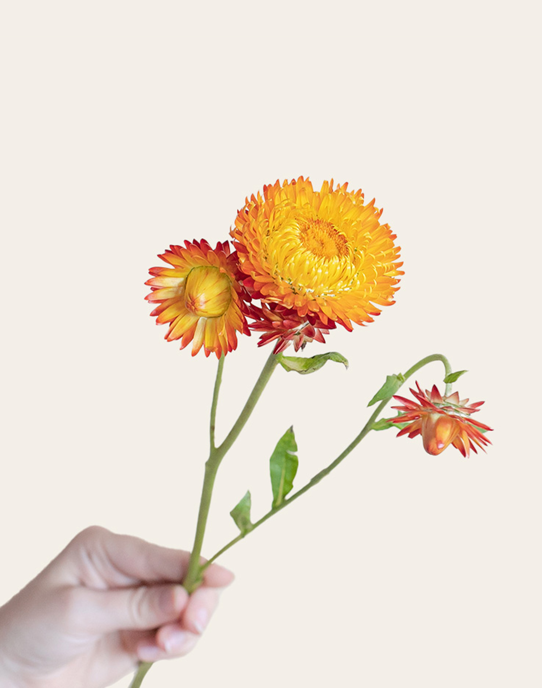 Immortelle