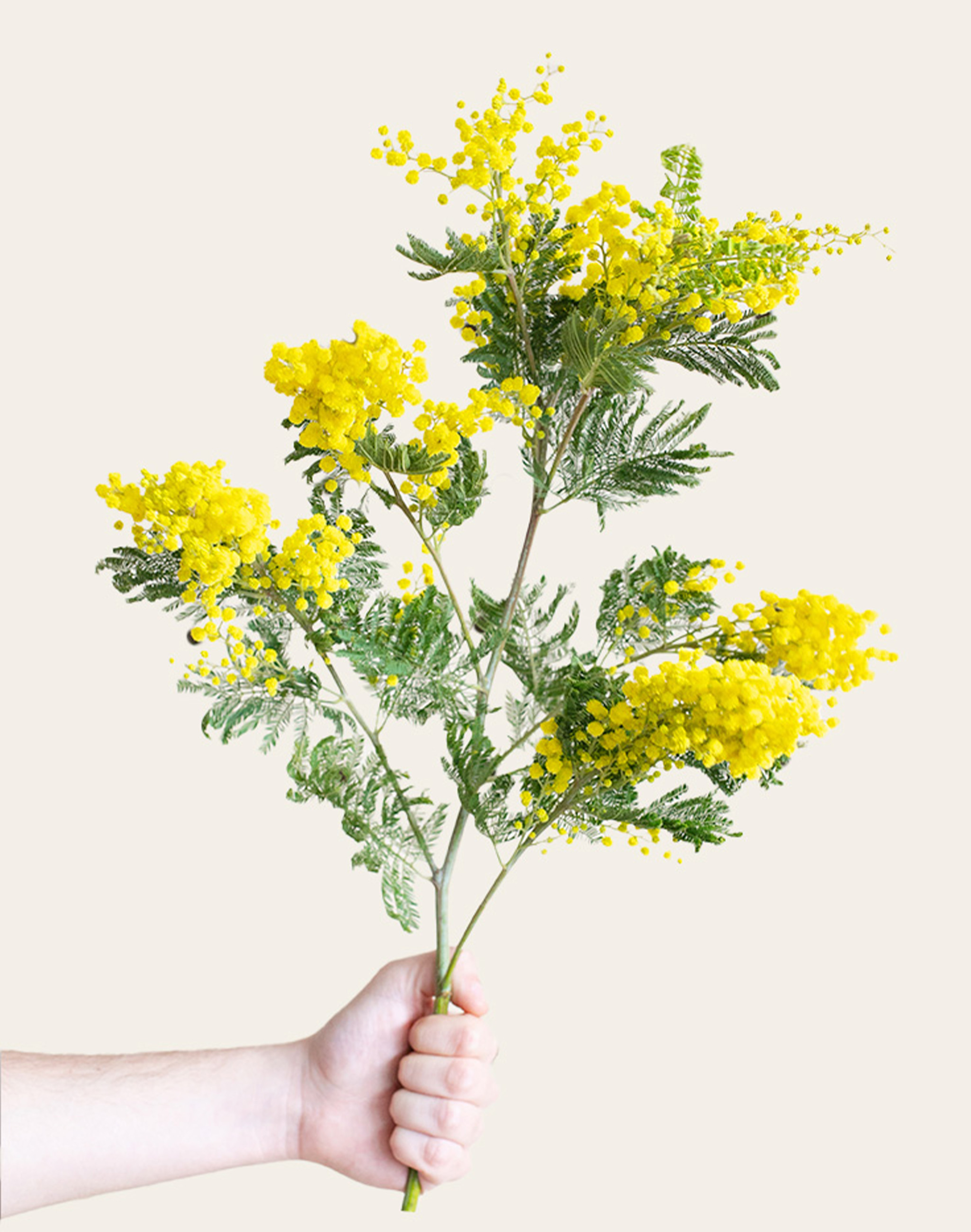 Mimosa