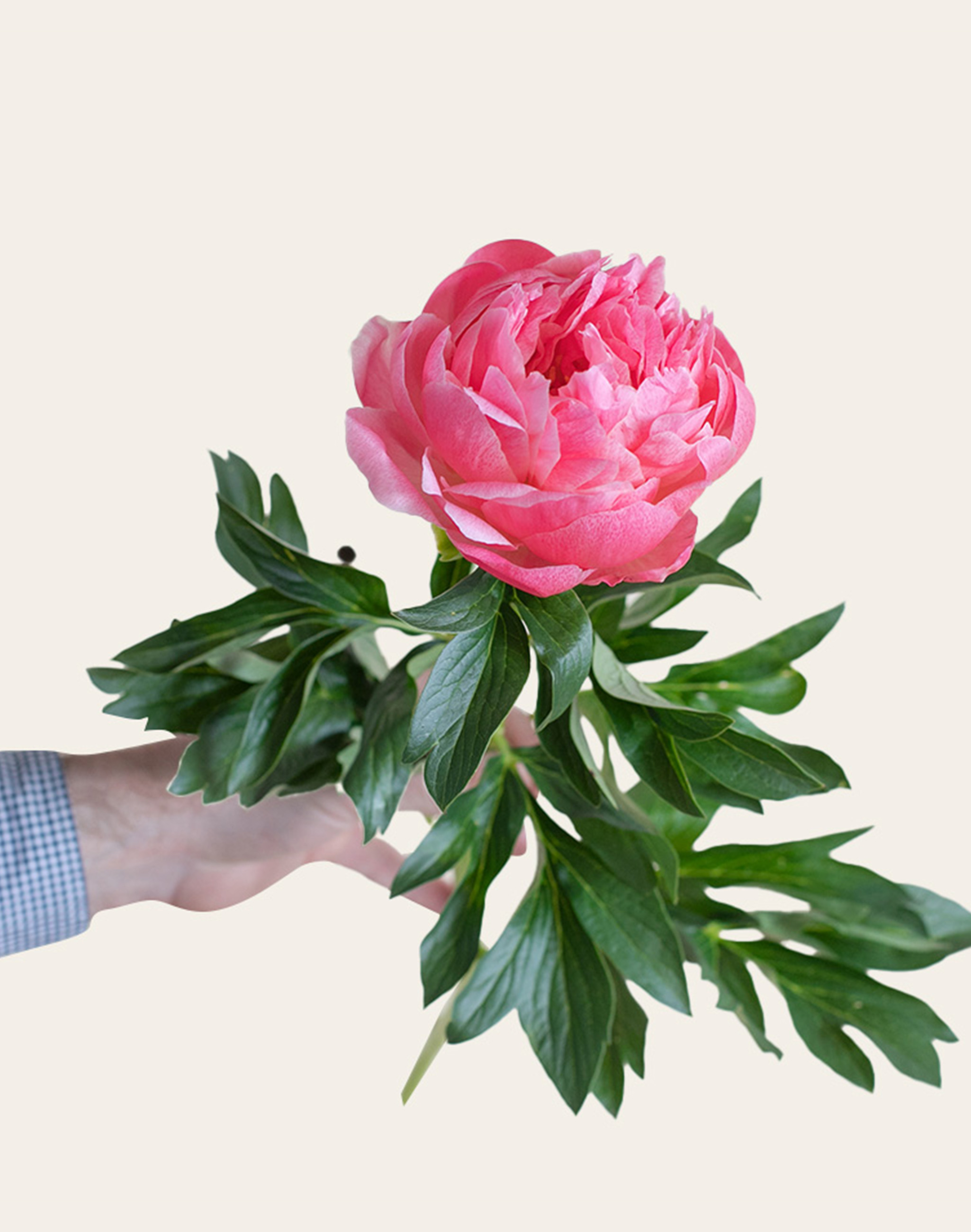 Pivoine