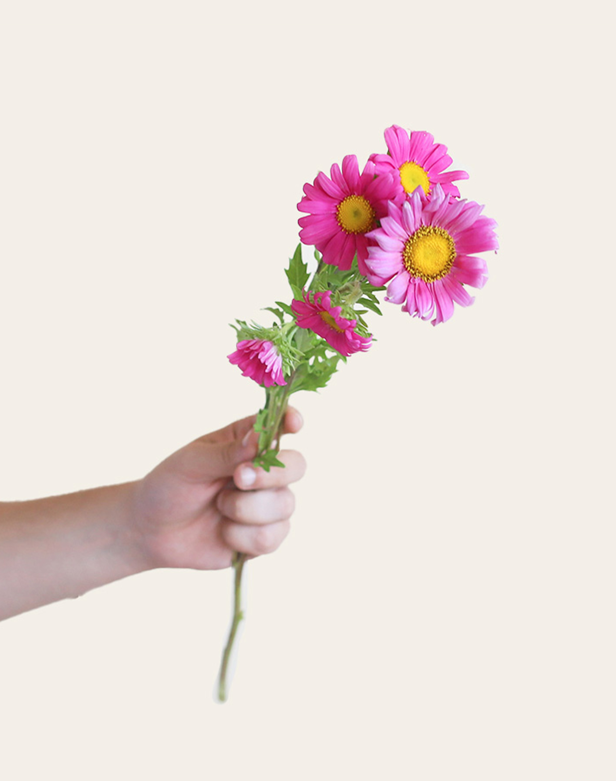 Reine-marguerite