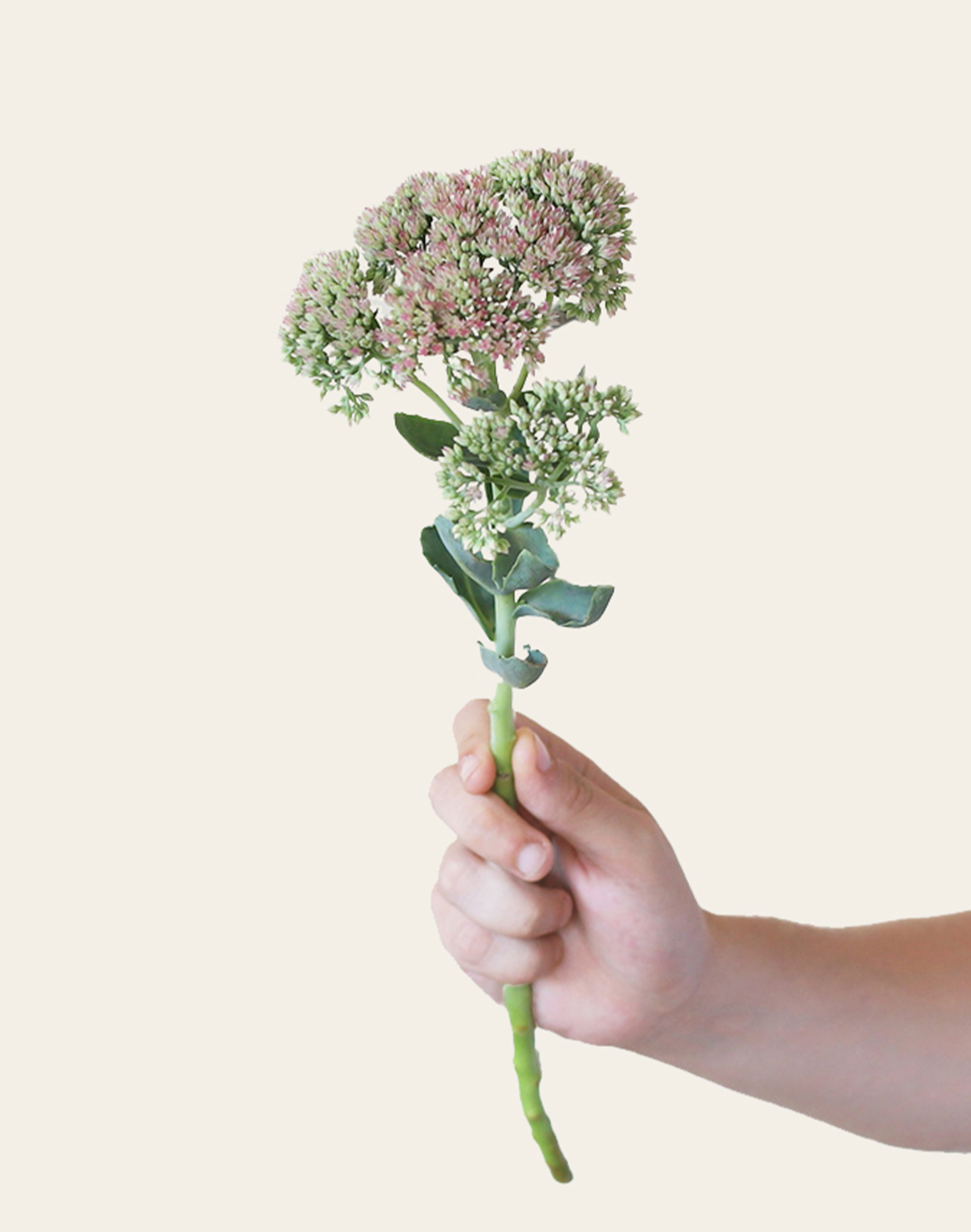 Sedum