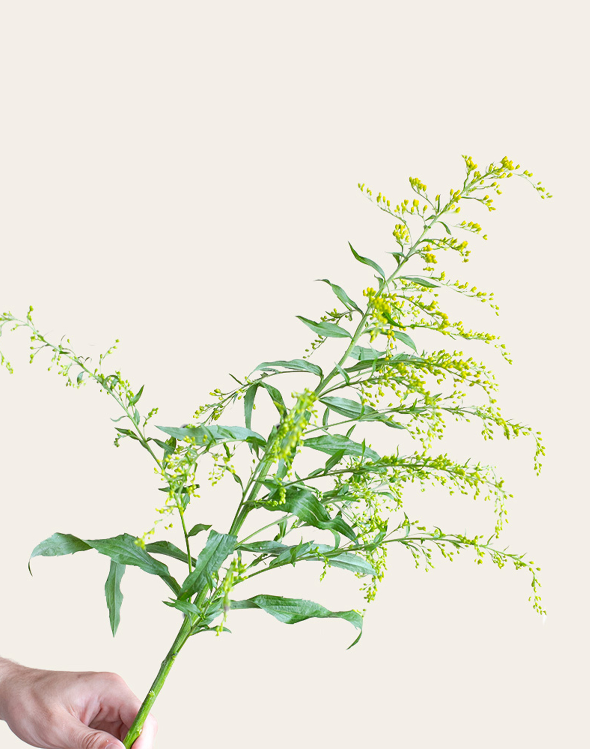 Solidago