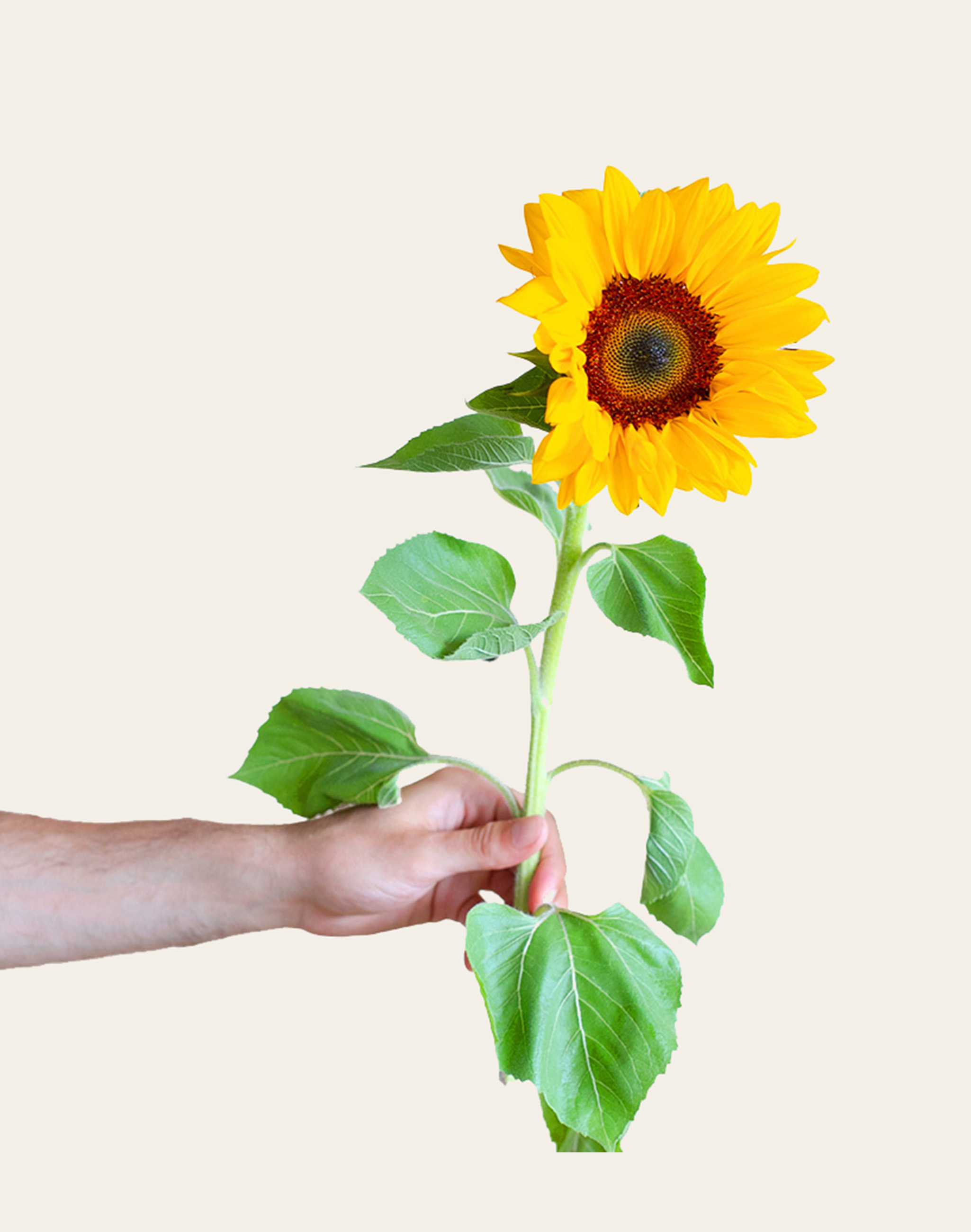 Tournesol