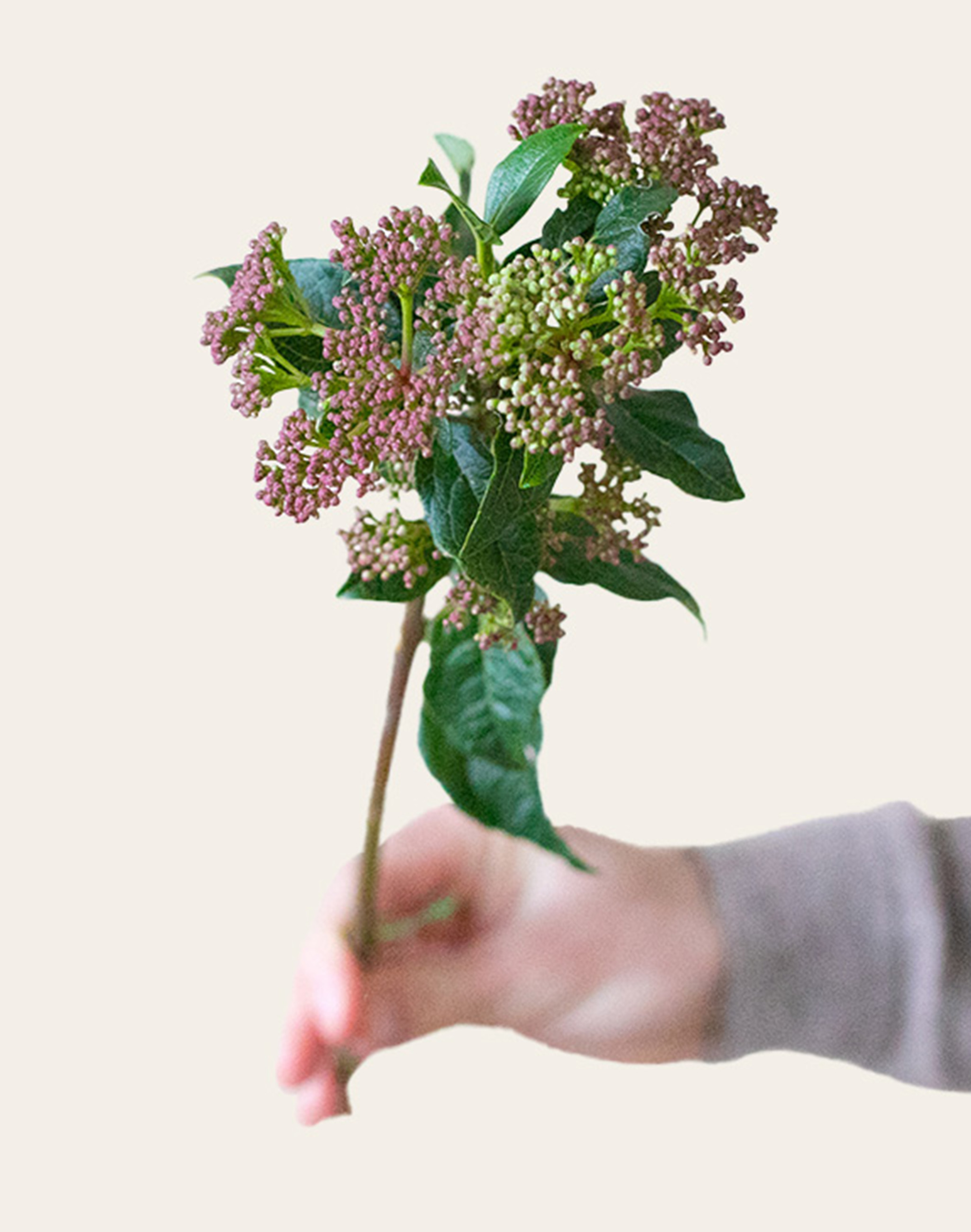 Viburnum