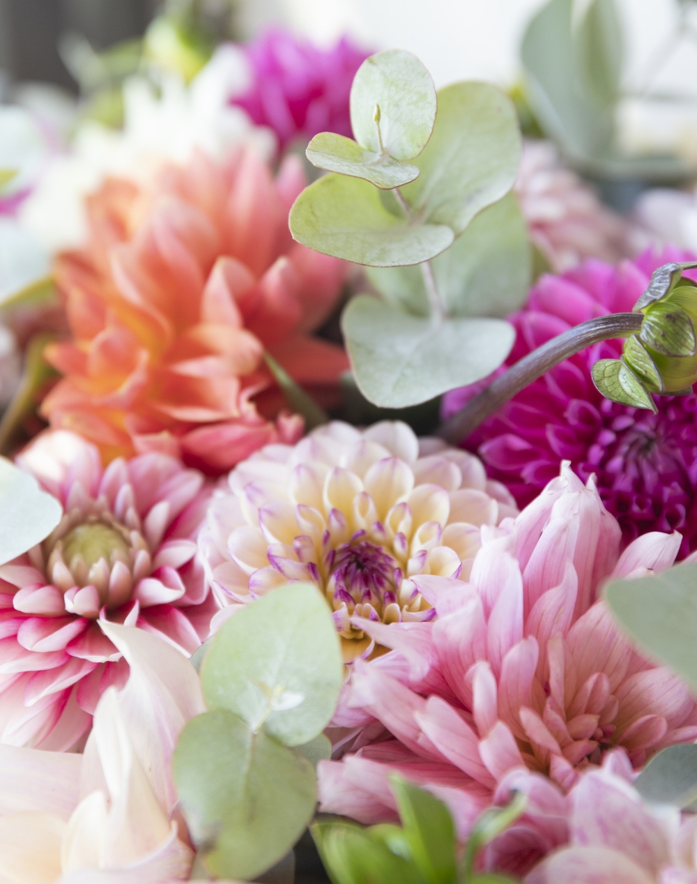 Bouquet d'exception de Dahlias