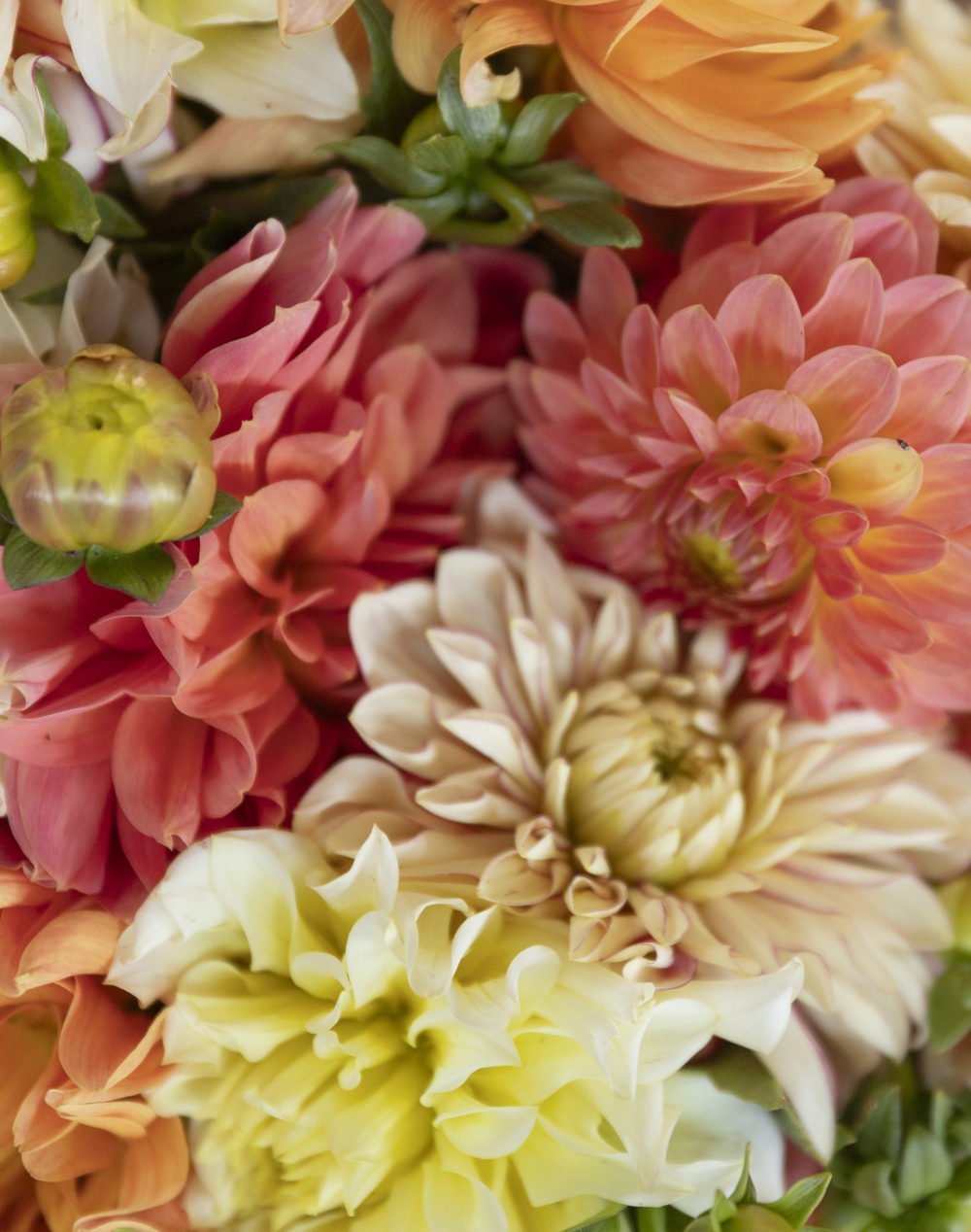 Botte surprise de Dahlias - Couleurs Automnales