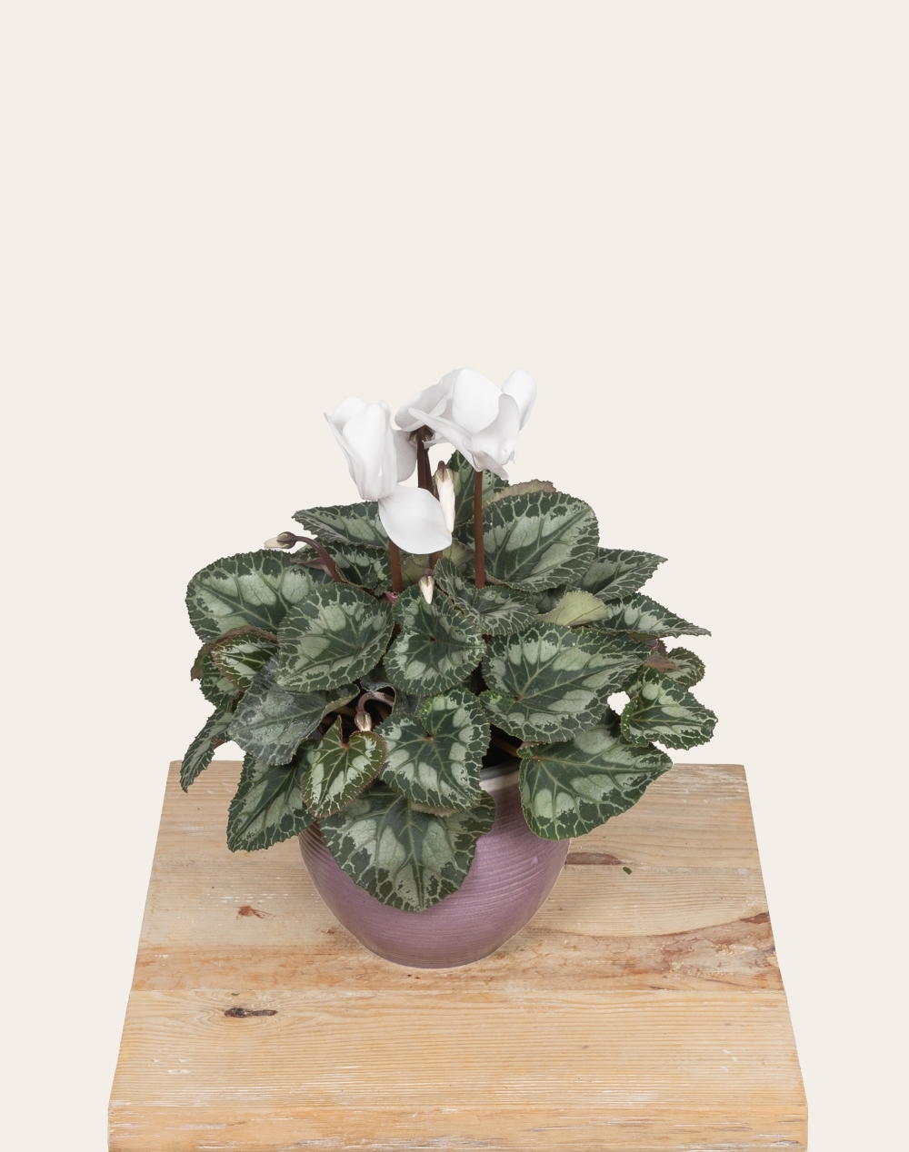 Cyclamen en pot et sa céramique