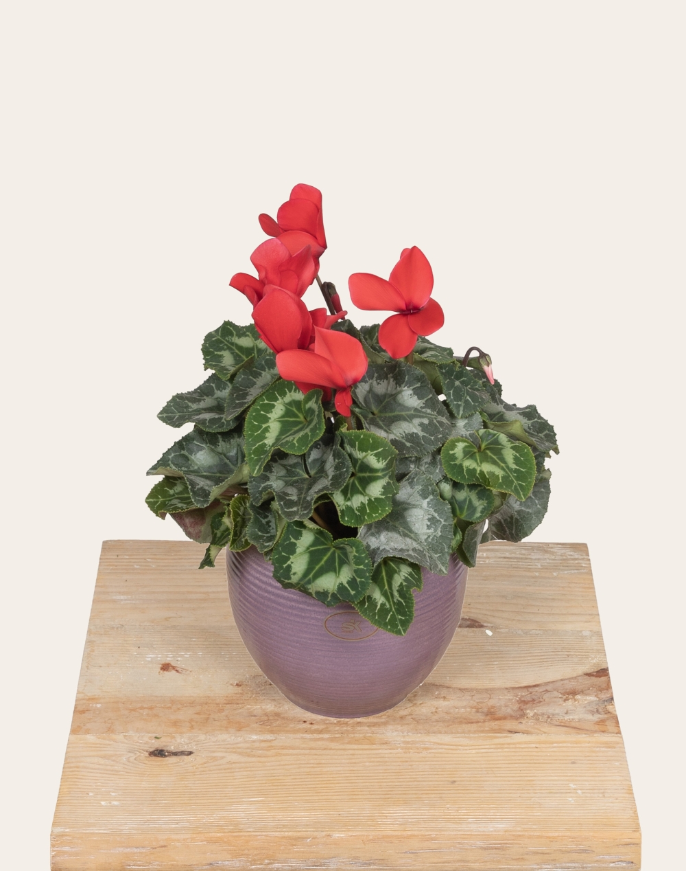 Cyclamen en pot et sa céramique