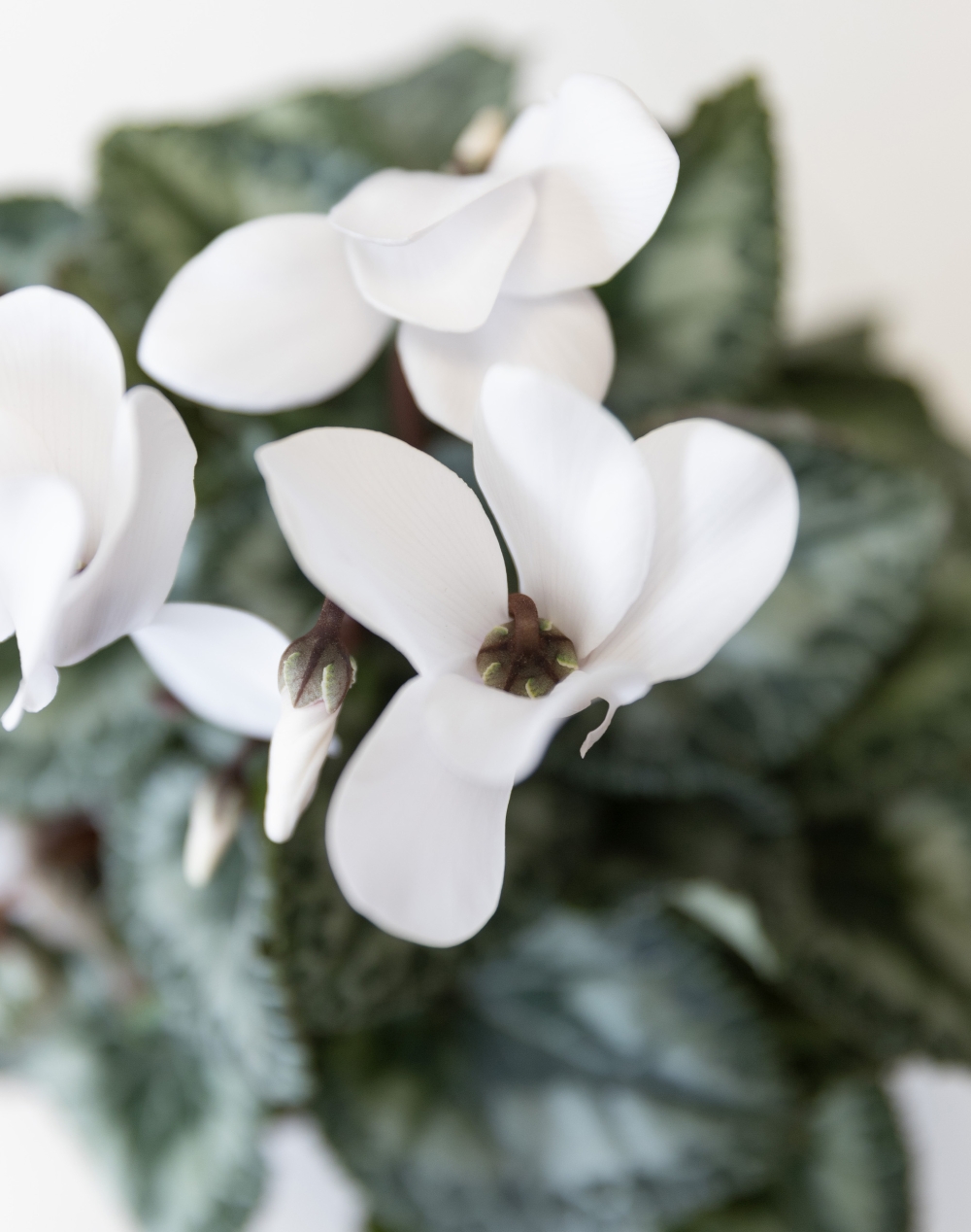 Cyclamen en pot et sa céramique