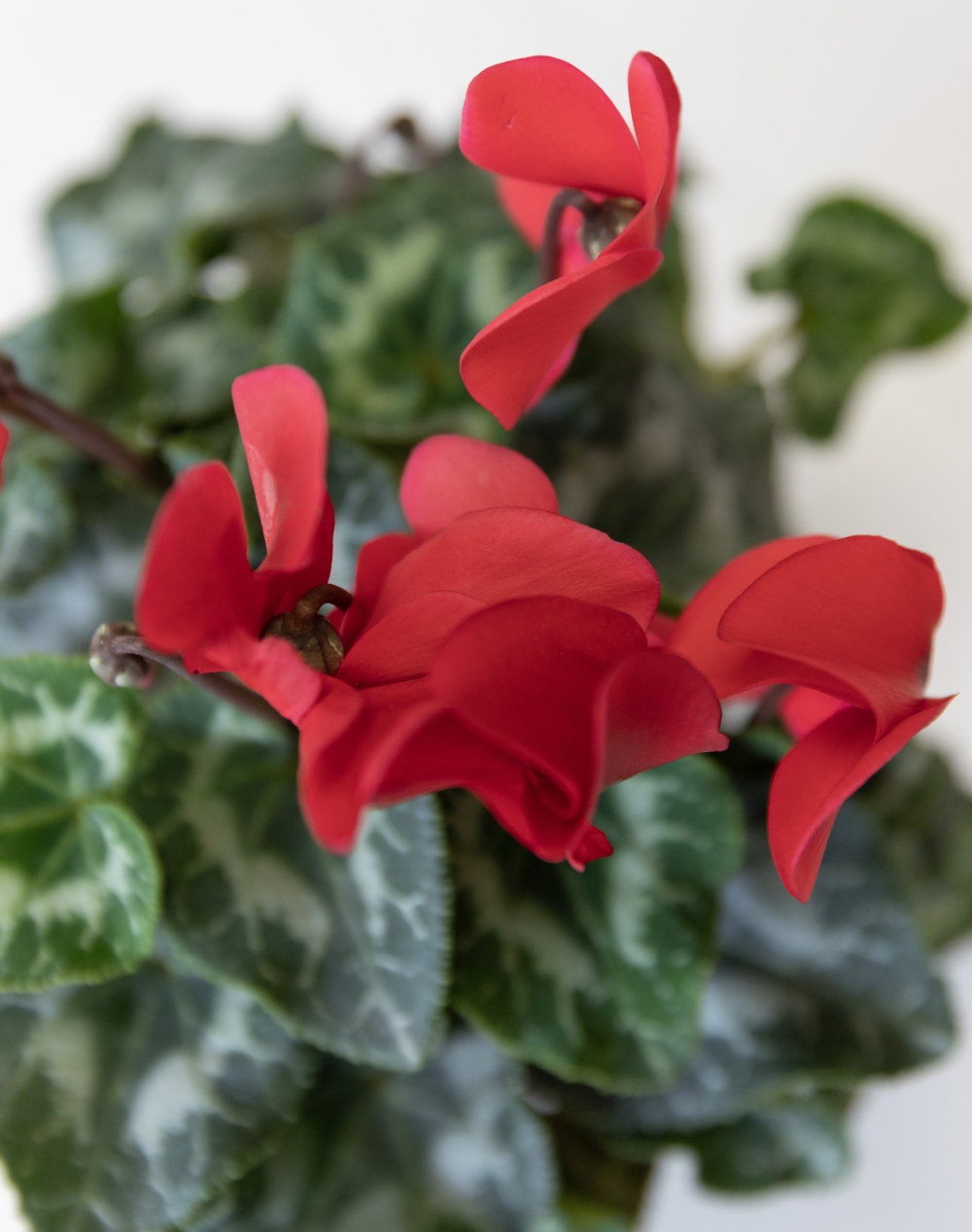 Cyclamen en pot et sa céramique