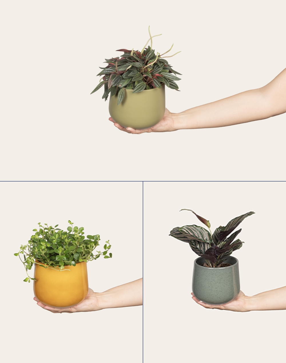 Trio de plantes vertes non toxiques pour les animaux