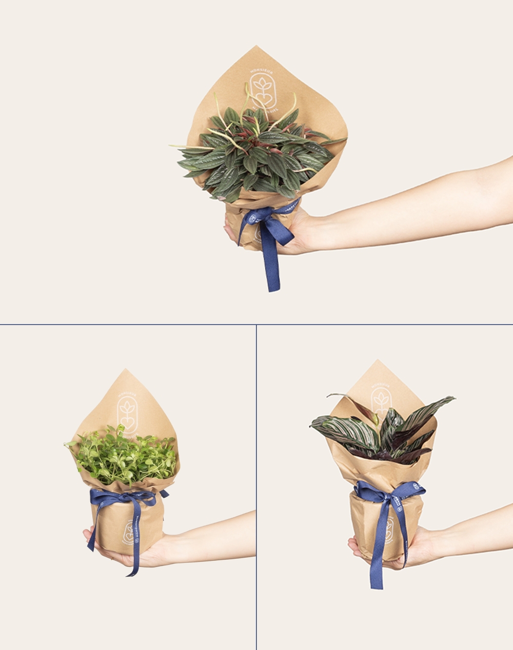 Trio de plantes vertes non toxiques pour les animaux