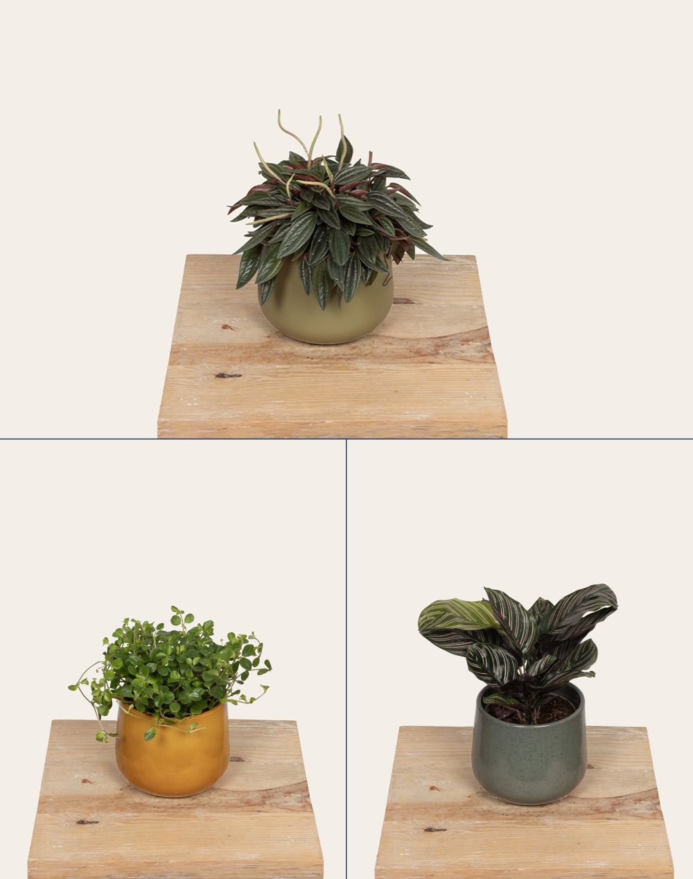 Trio de plantes vertes non toxiques pour les animaux