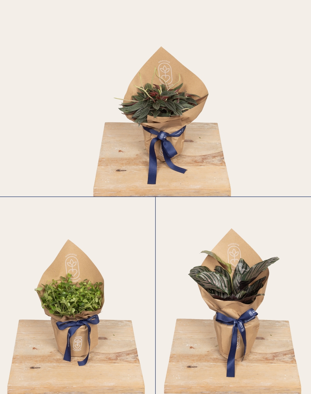 Trio de plantes vertes non toxiques pour les animaux