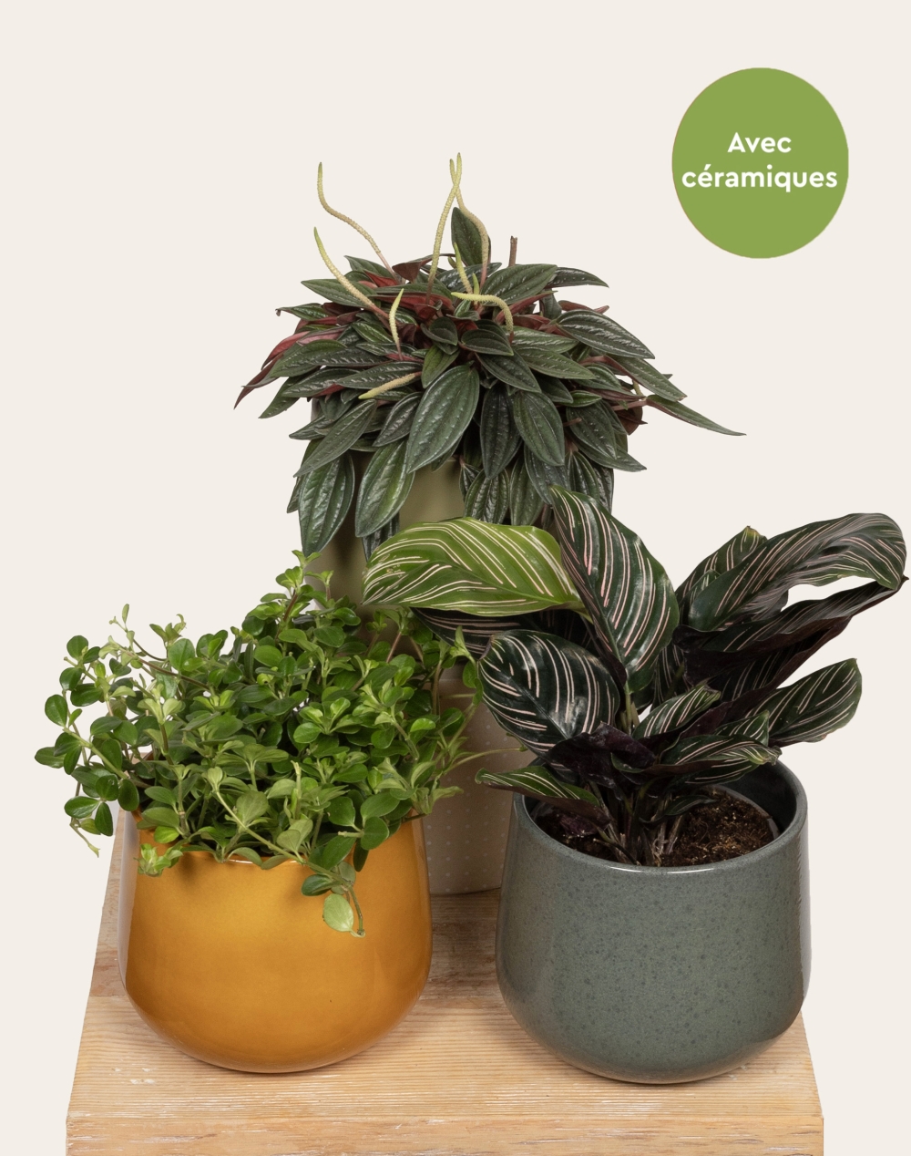 Trio de plantes vertes non toxiques pour les animaux