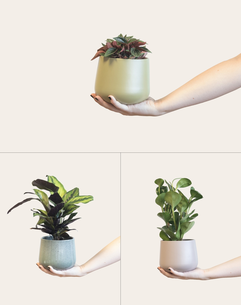 Trio de plantes vertes non toxiques pour les animaux