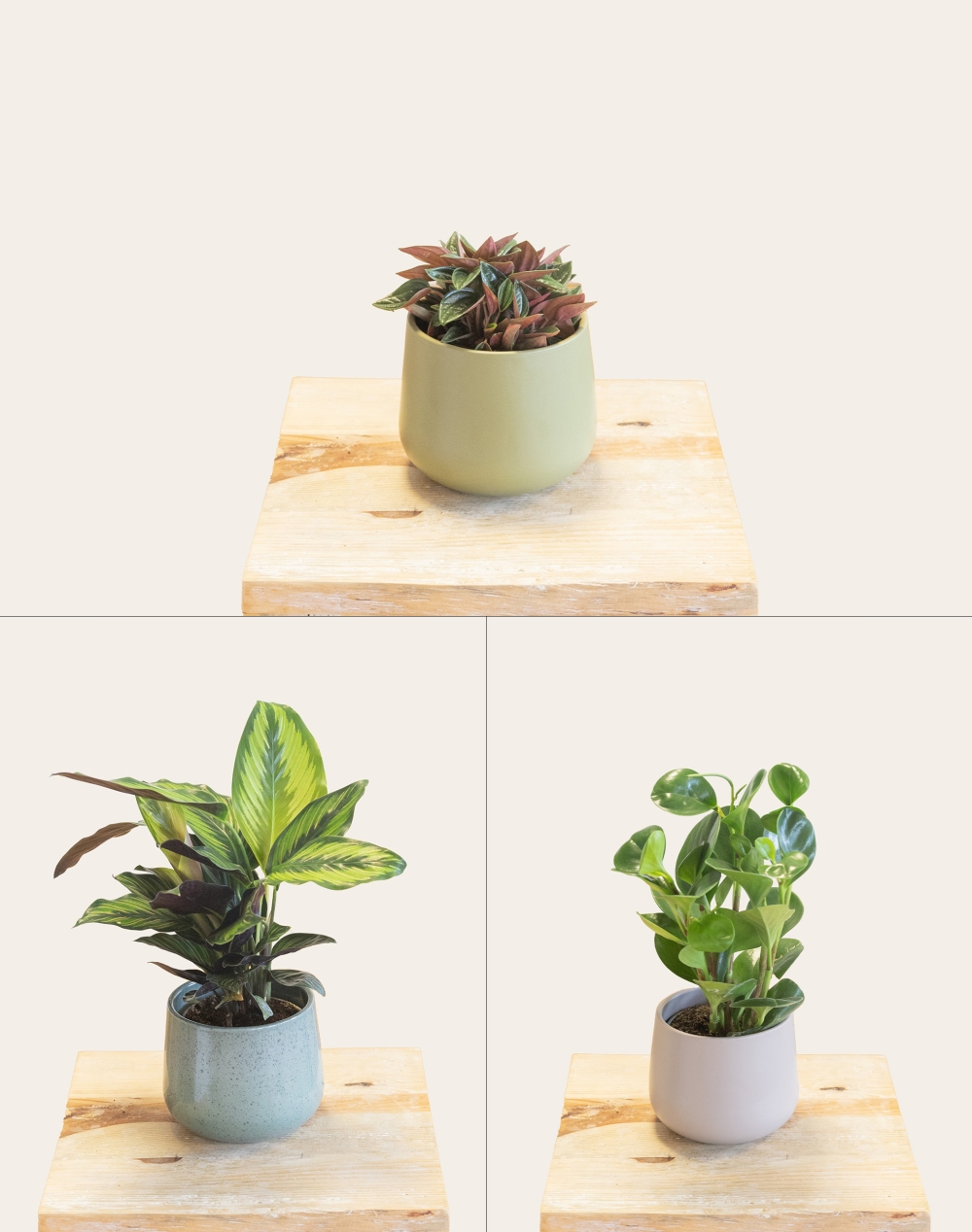 Trio de plantes vertes non toxiques pour les animaux