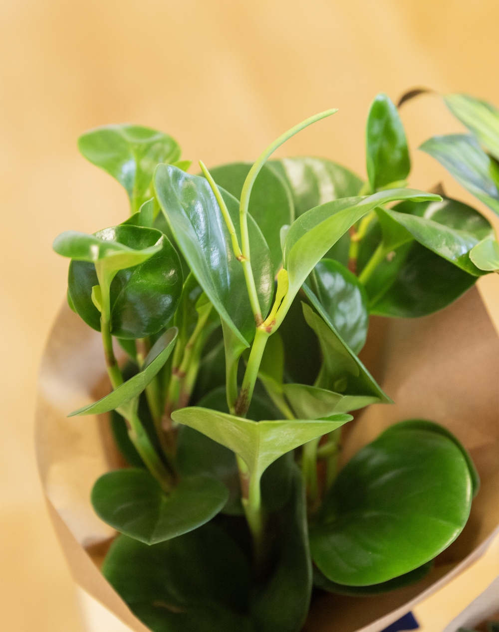 Trio de plantes vertes non toxiques pour les animaux