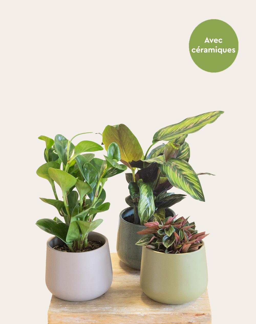 Trio de plantes vertes non toxiques pour les animaux