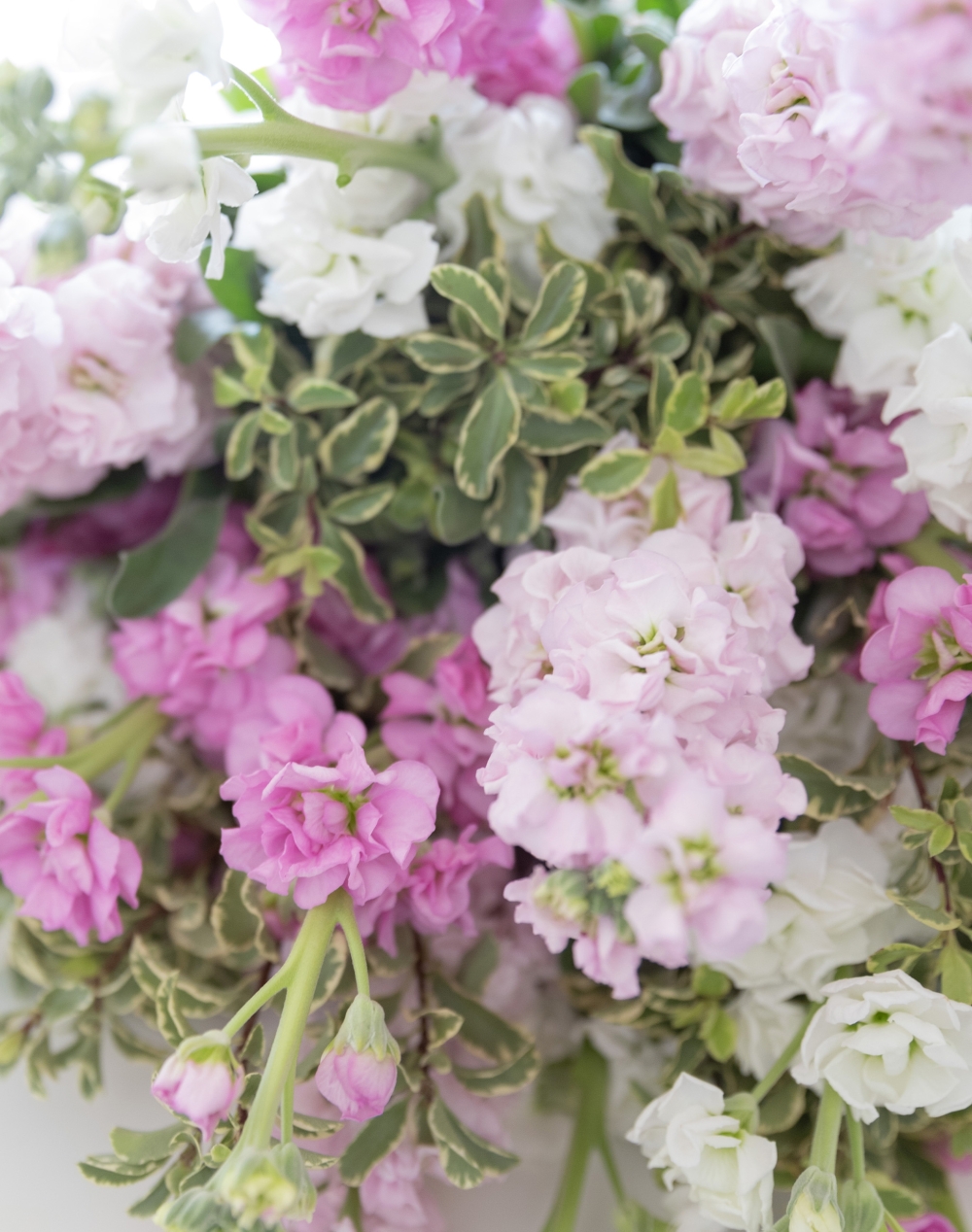 Bouquet surprise de Giroflées