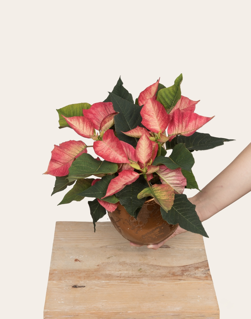 Poinsettia de Noël