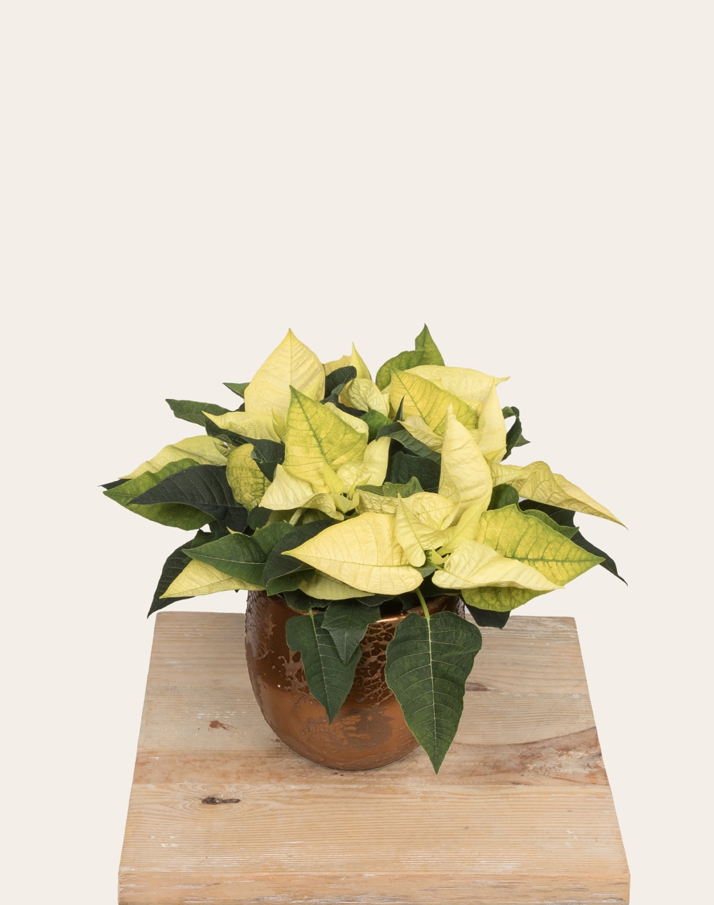 Poinsettia de Noël