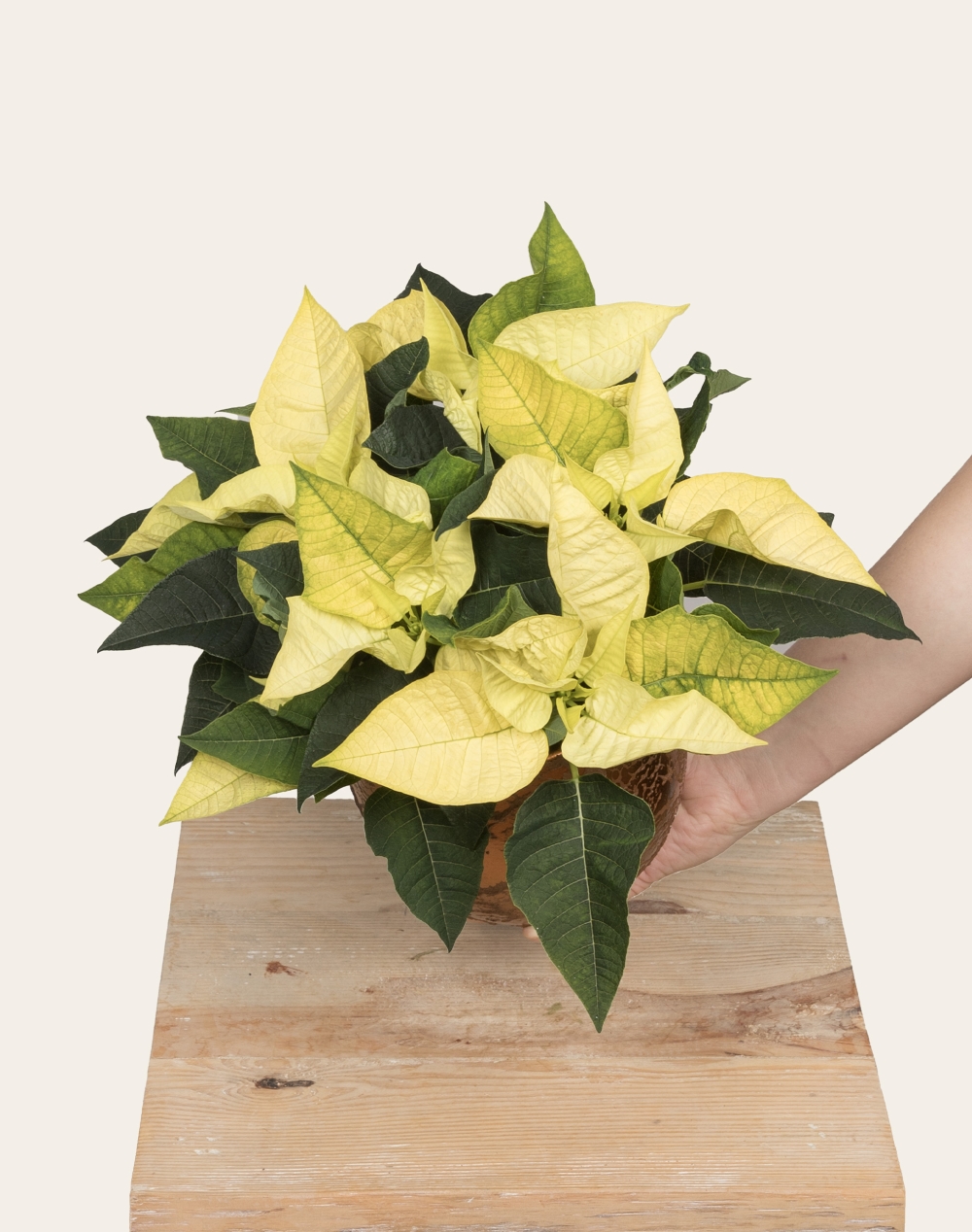 Poinsettia de Noël