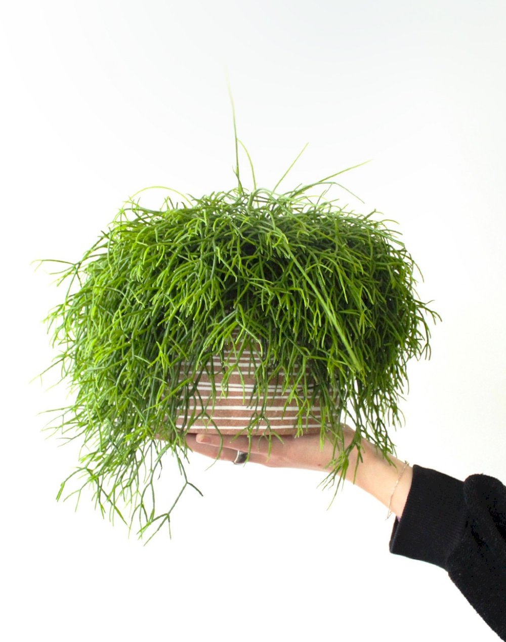 Rhipsalis plante verte d'intérieur