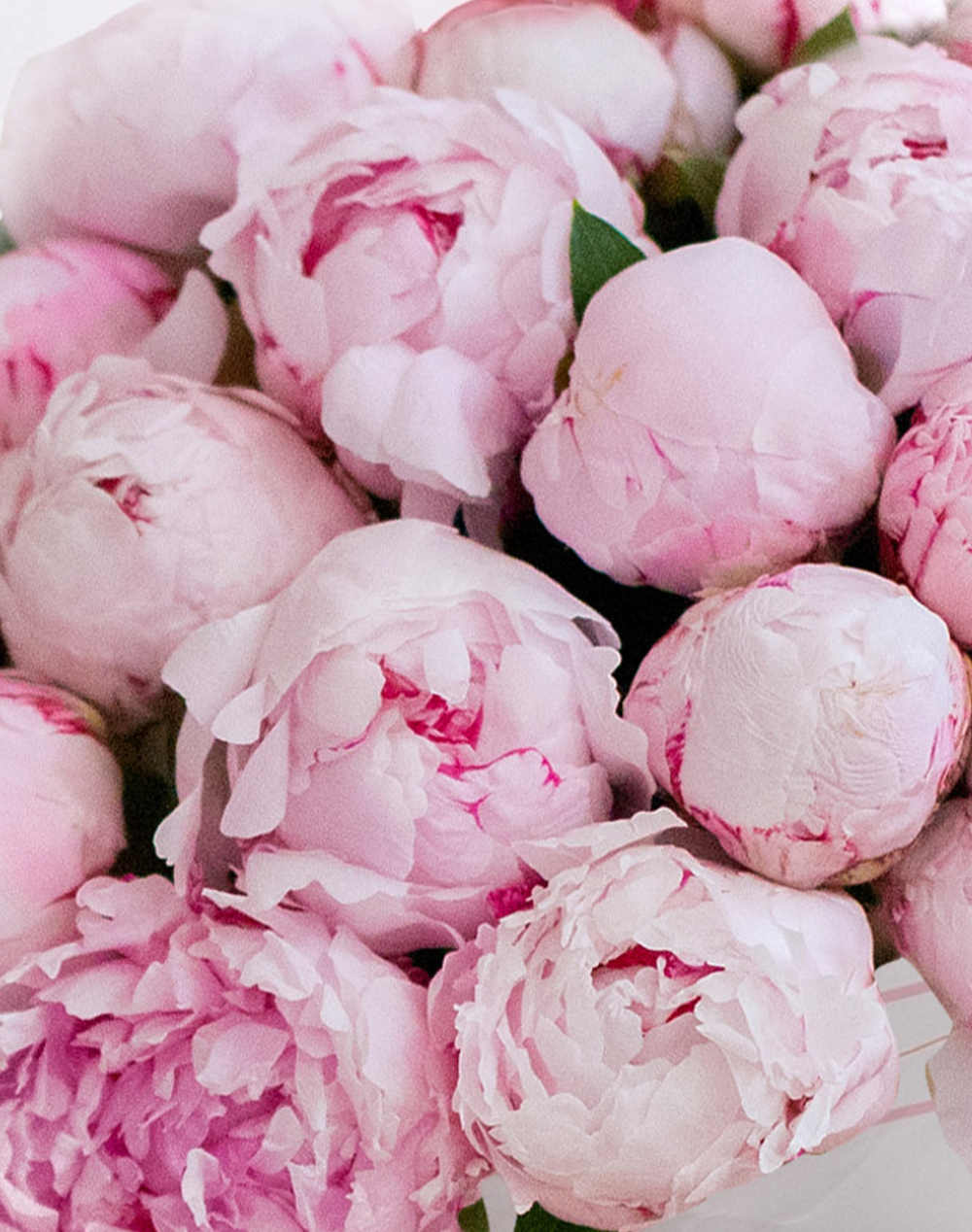 Botte surprise de Pivoines