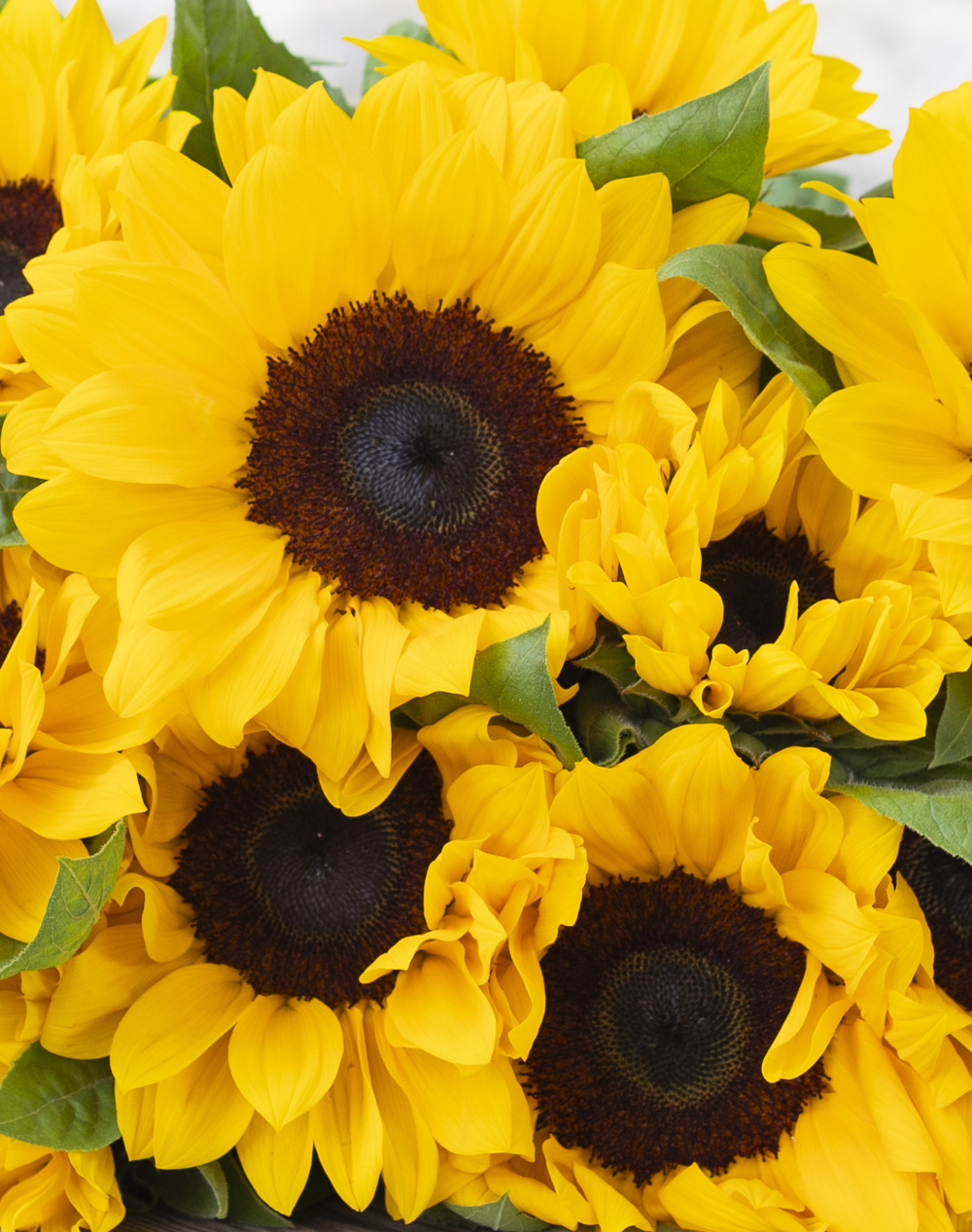 Botte de 10 Tournesols