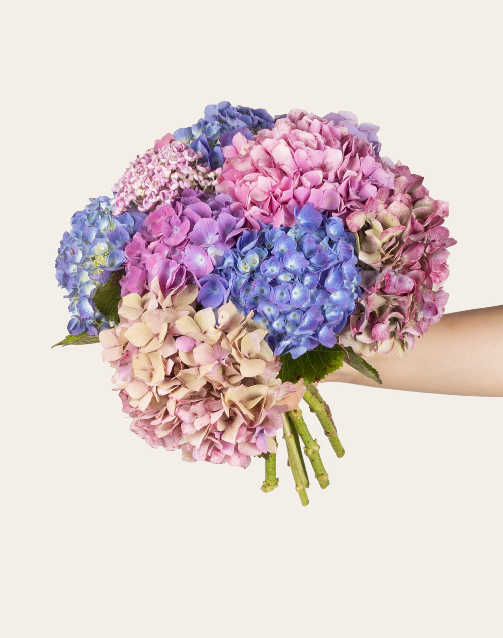 Bouquet camaïeu de 10 Hortensias