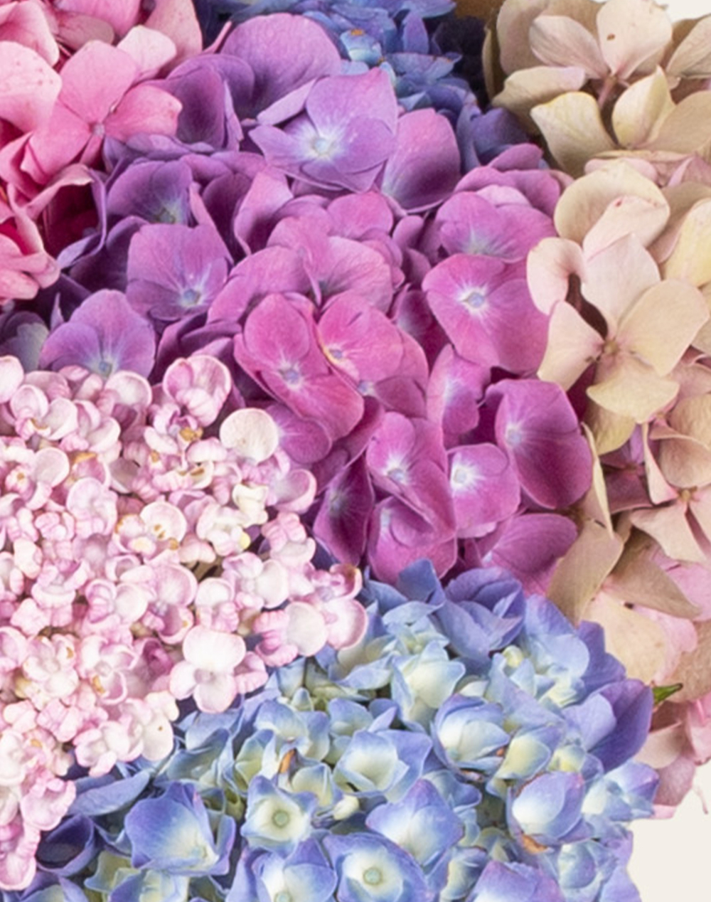 Bouquet camaïeu de 10 Hortensias