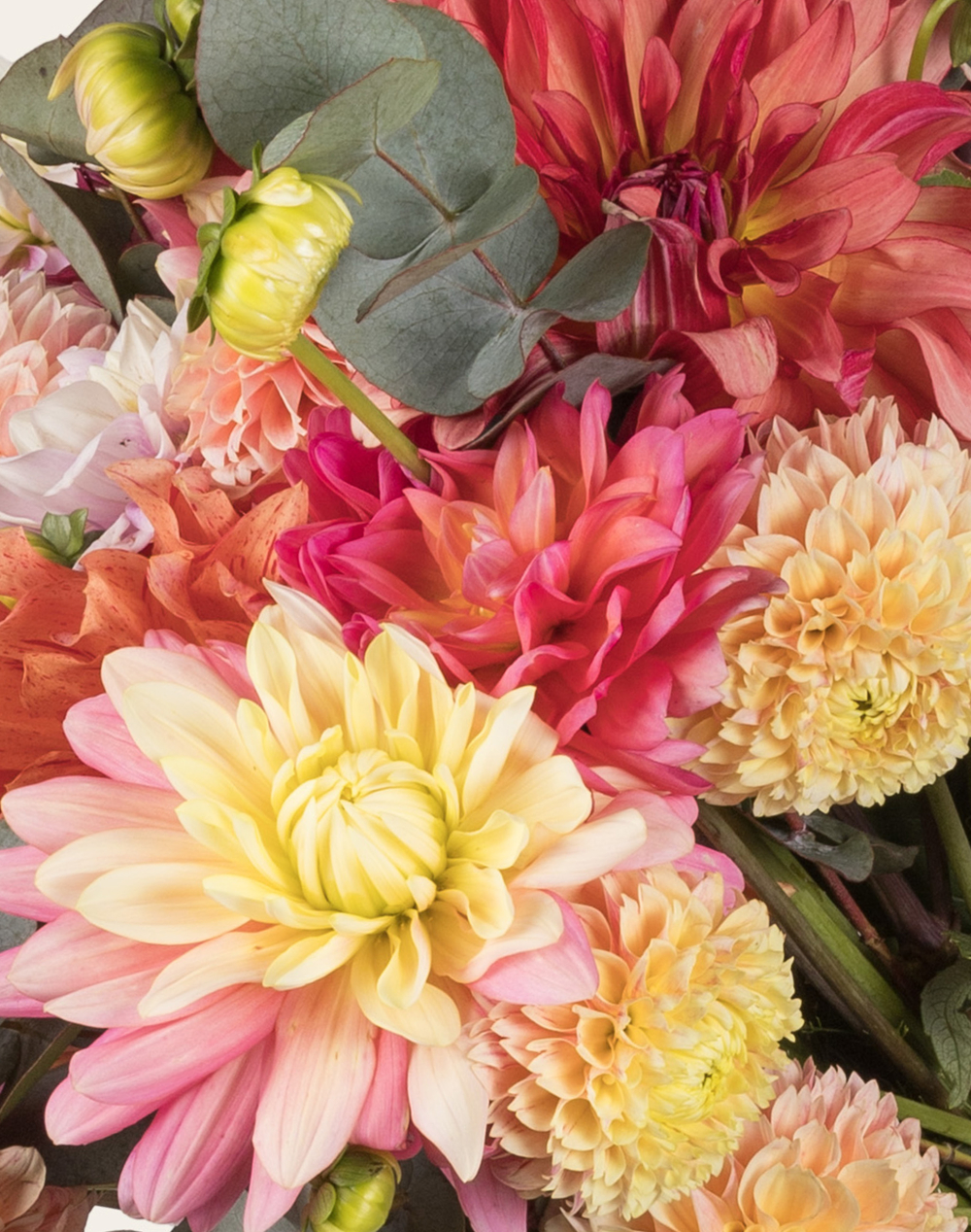 Bouquet d'exception de Dahlias