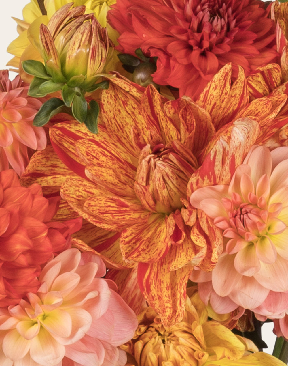 Botte surprise de Dahlias - Couleurs Automnales