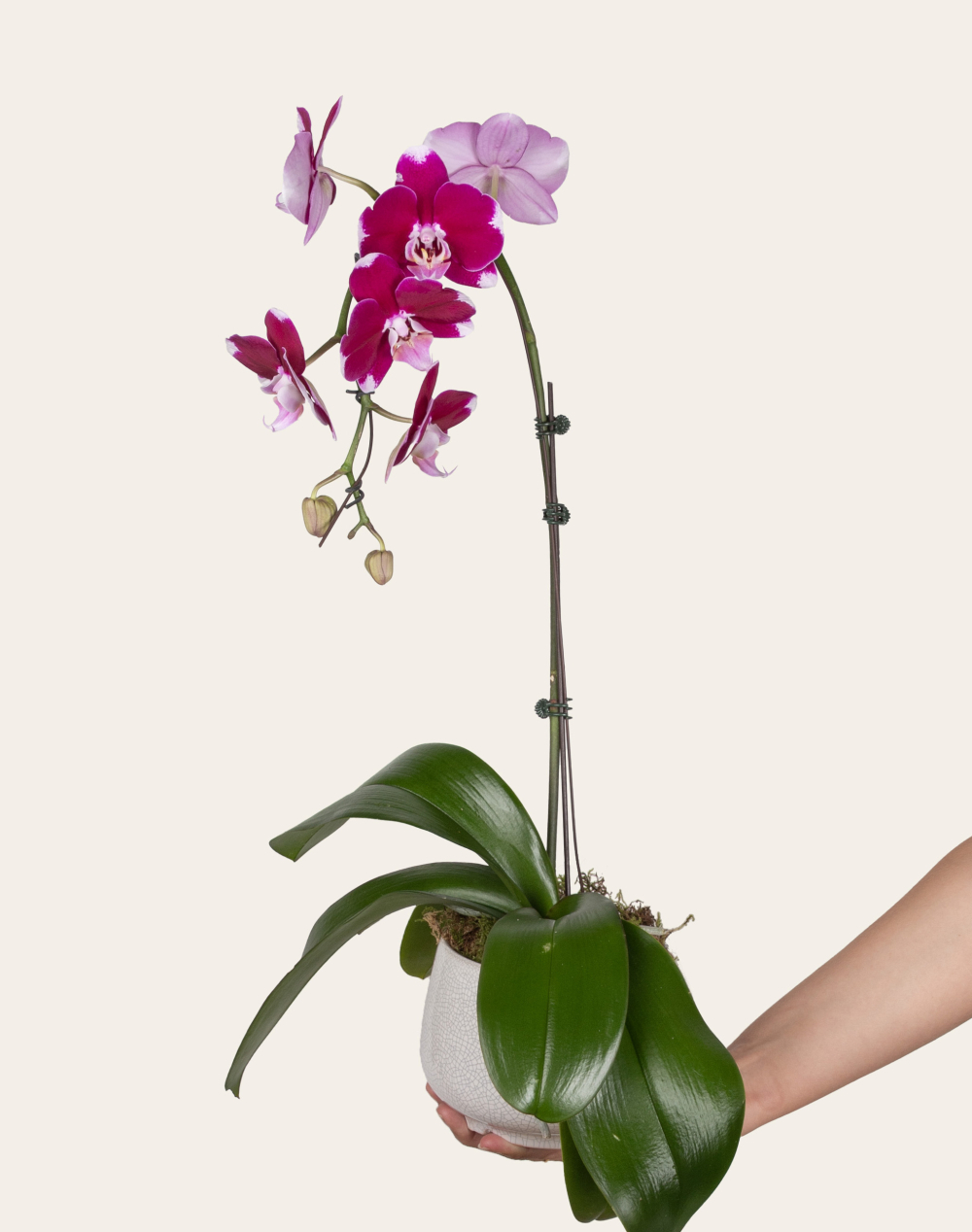 Orchidée française et sa céramique