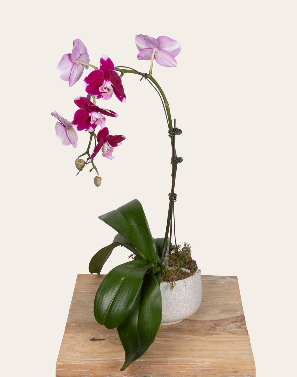 Orchidée française et sa céramique