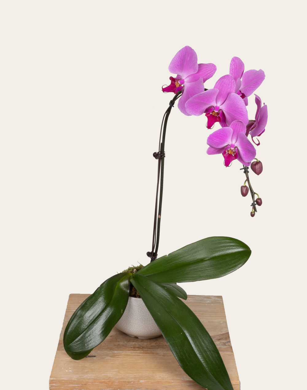 Orchidée française et sa céramique